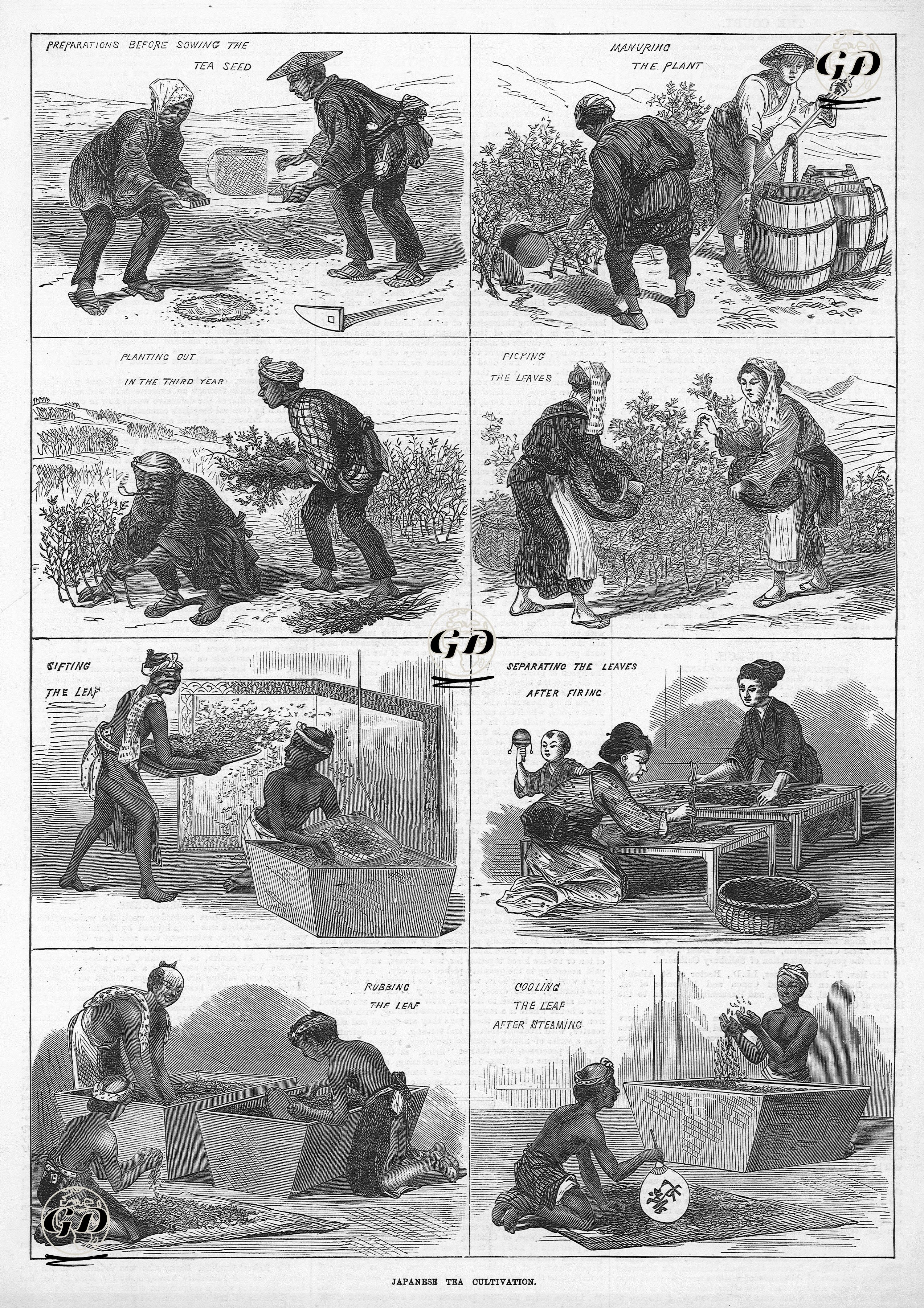 Japanese Tea Cultivation- Preparations Before Sowing The The Seed, Manuring The Plant, Planting Out in The Third Year, Picking The Leaves, Sifting The Leaf, Separating The Leaves After Firing, Rubbing The Leaf and Cooling The Leaf After Steaming  -  - 1874