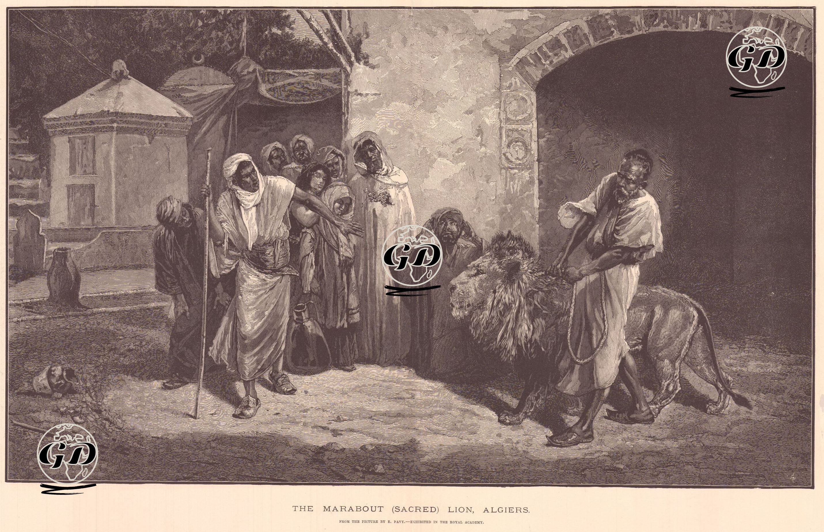Cezayir'de Kutsal Aslan - Eugene Pavy (1840-1905). - 1883