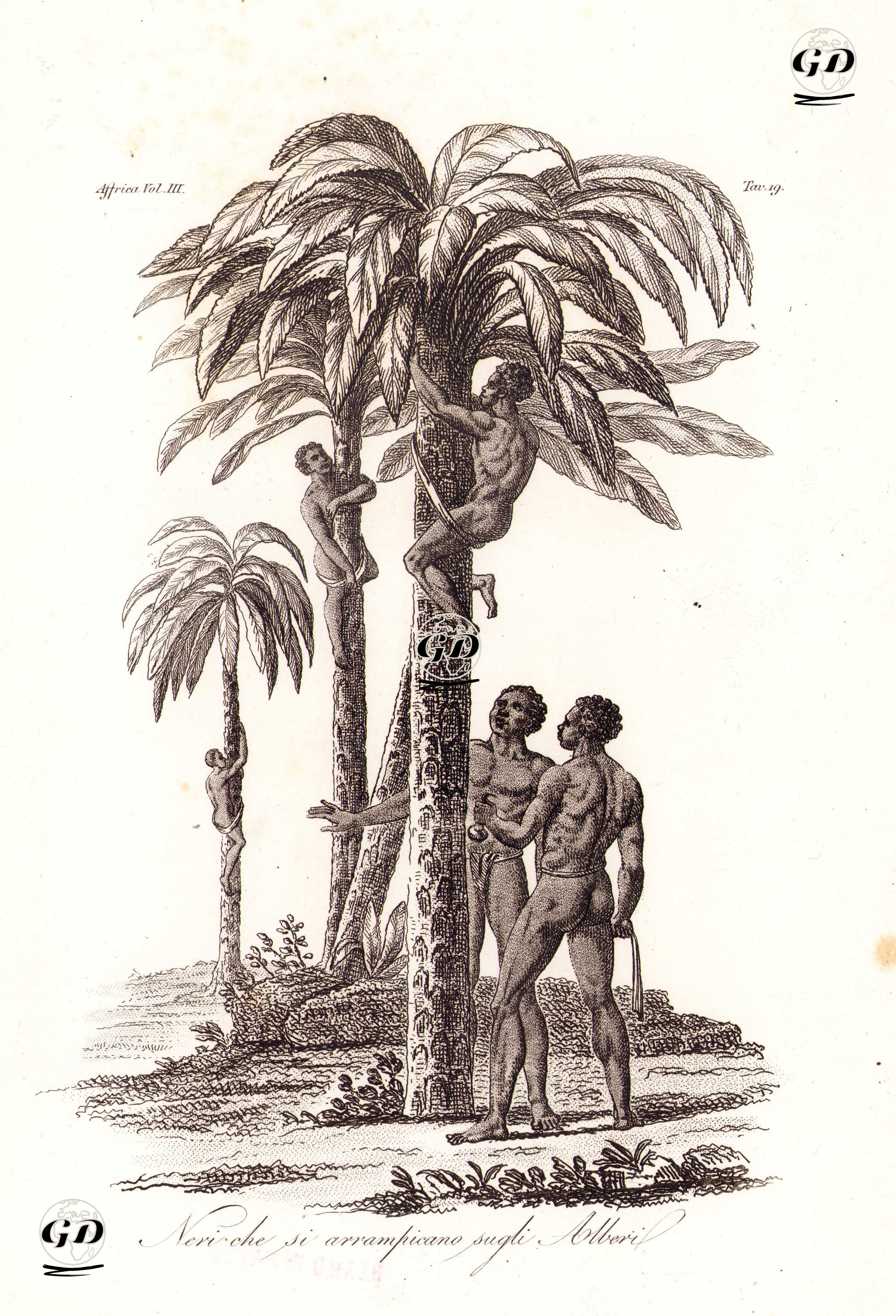 Ağaçlara Tırmanan Afrikalı Yerliler, Afrika Cilt III. Resim 17. -  - 1820's-1840's
