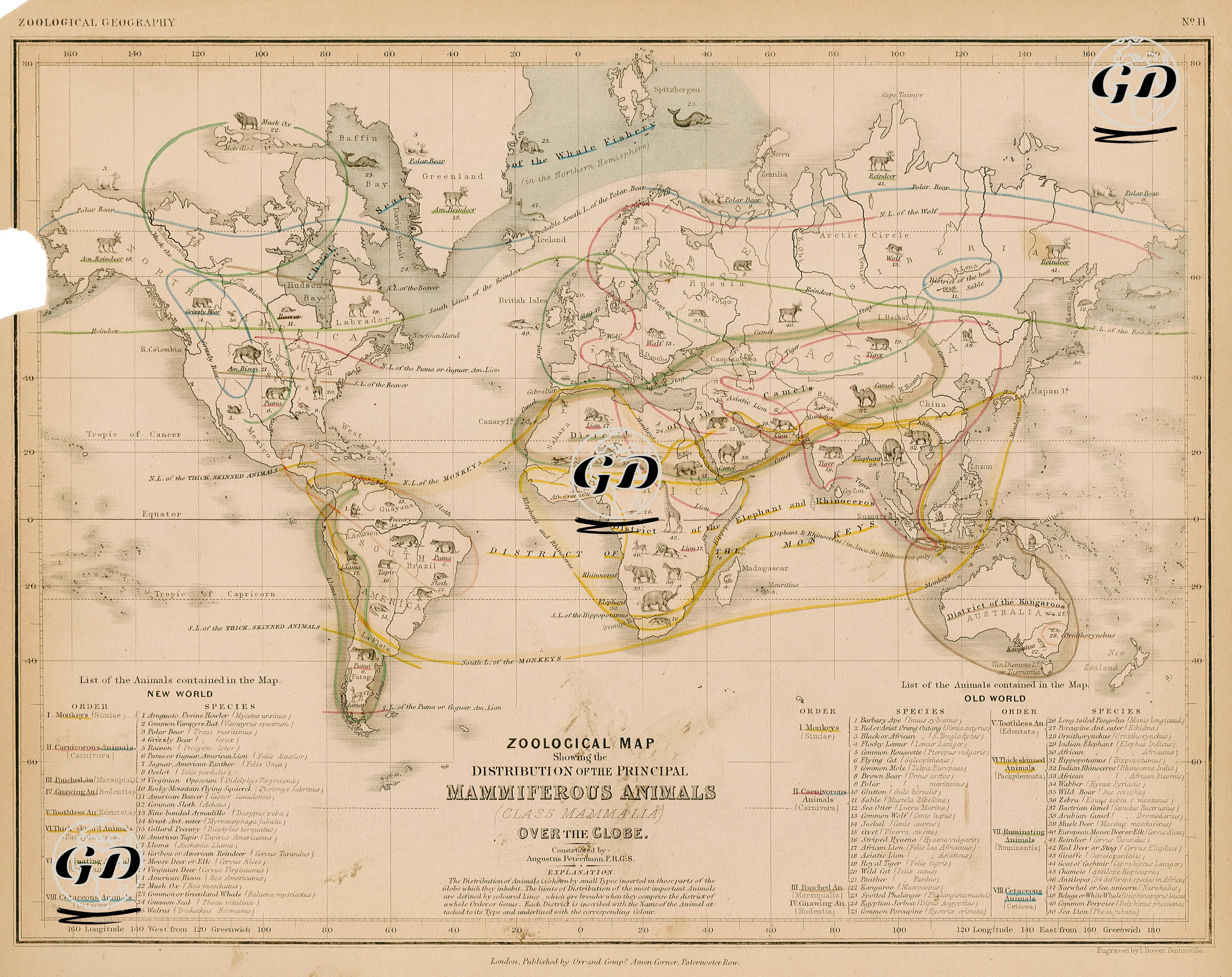 Zoological Map Showing The Distrubition Of The Principal Mammiferous Animals (Class Mammalia) Over The Globe - Augustus Heinrich Petermann (1822-1878) - 1850