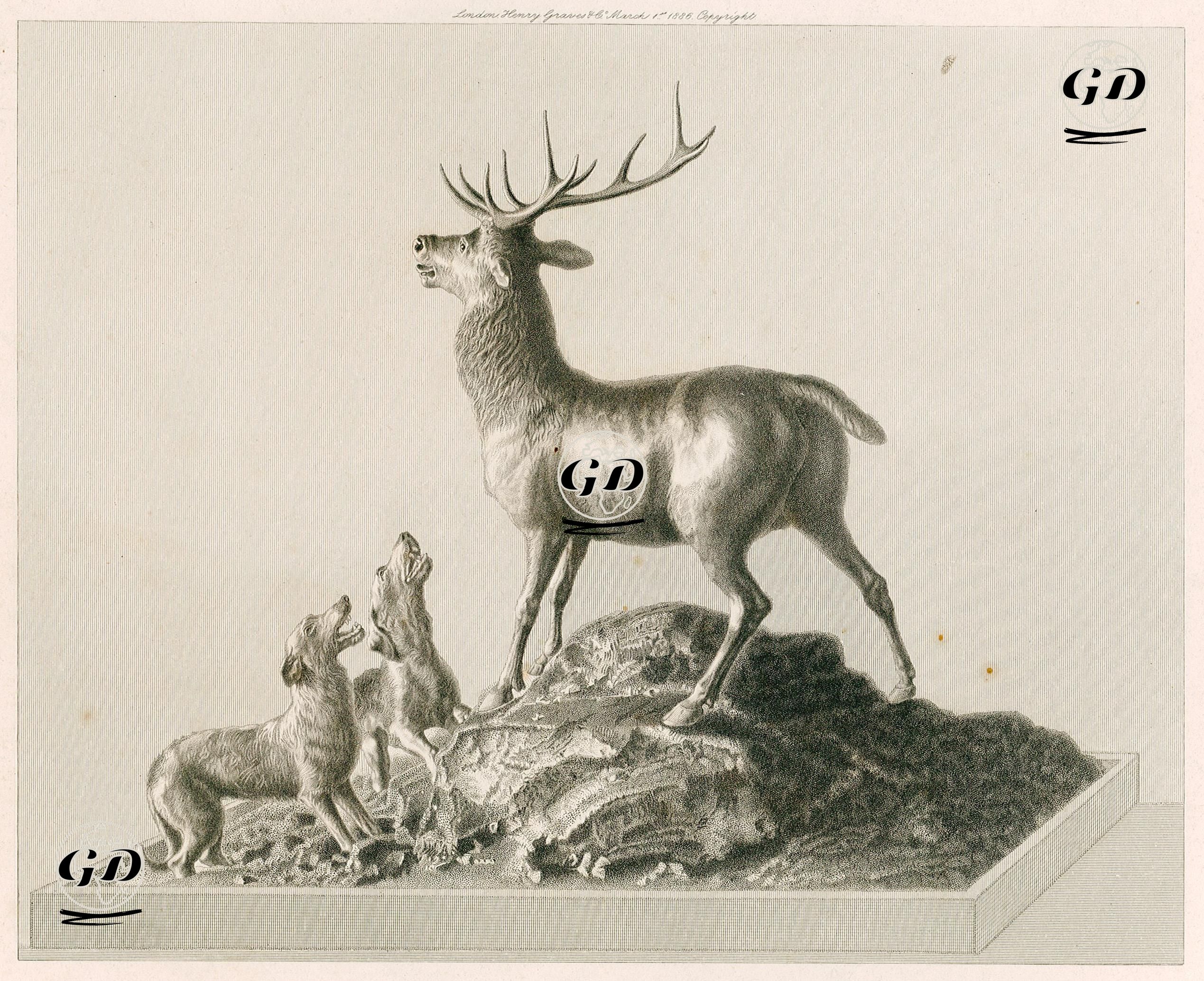 Deer -  - 1886