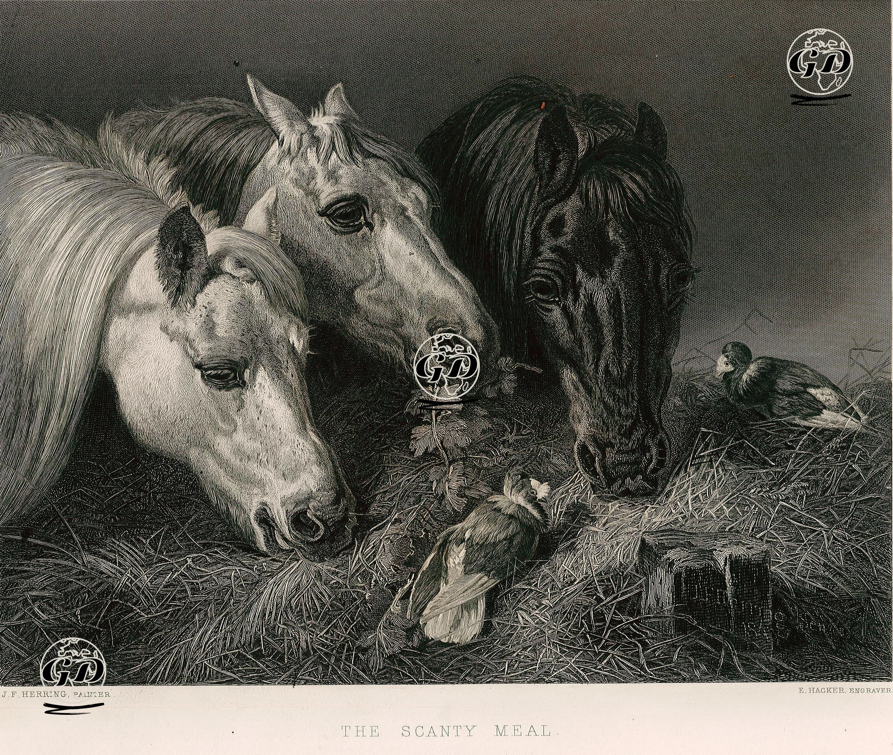Kıt Yiyecek - John Frederick Herring (1795-1865) - 1853