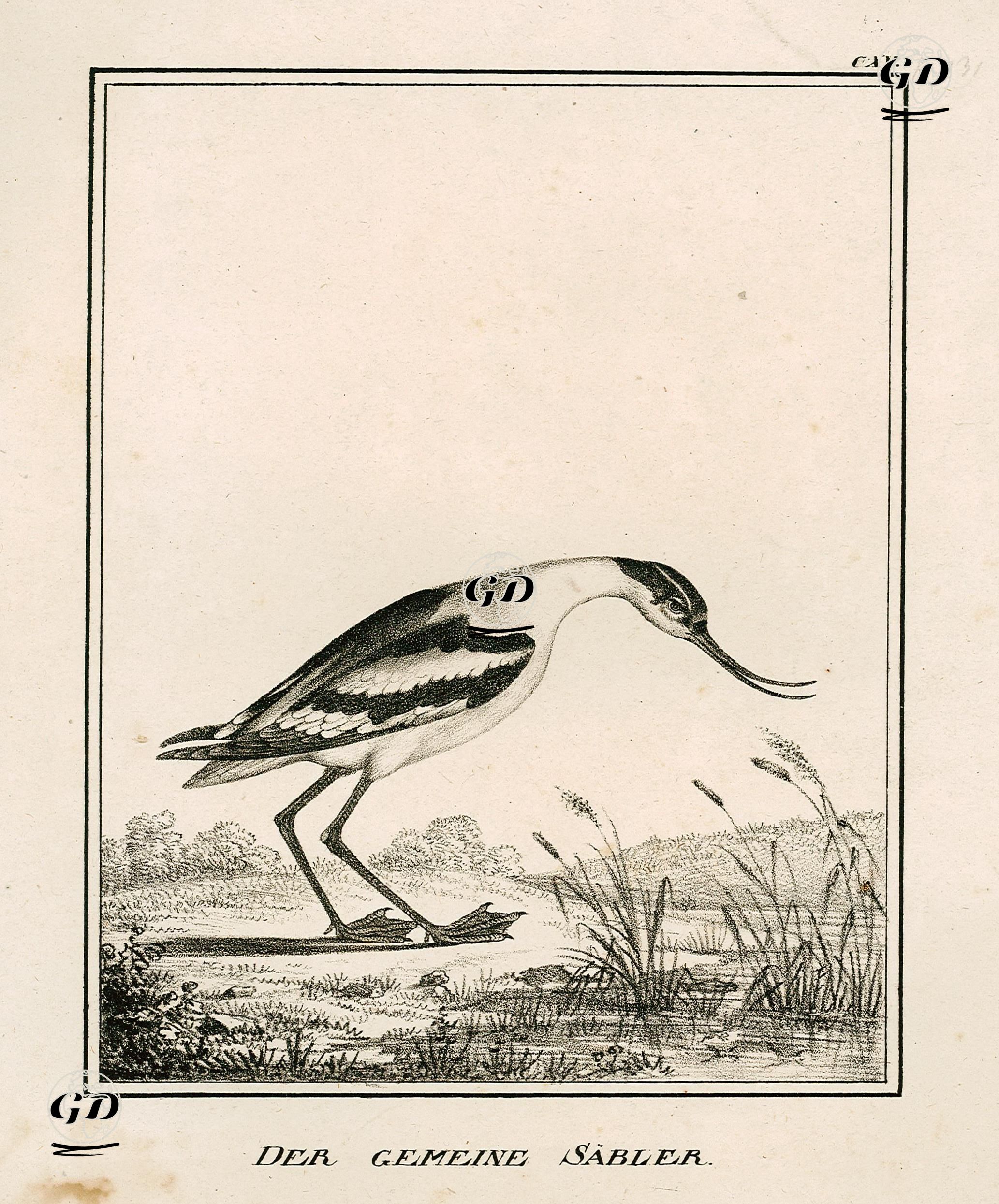 Der Gemeine Sabler -  - 1850's