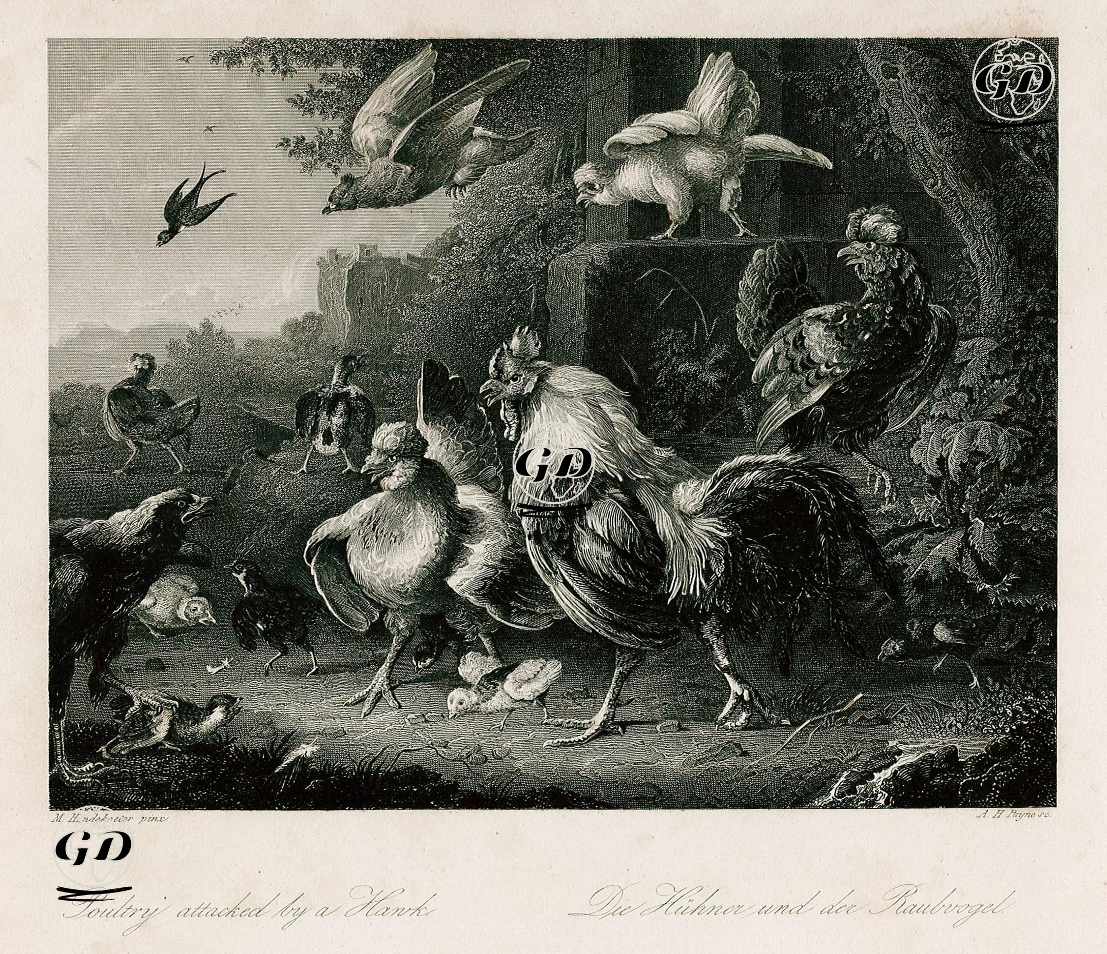 Kümes Hayvanlarına Şahin Saldırısı - Melchior d'Hondecoeter (1636-1695) - 1850