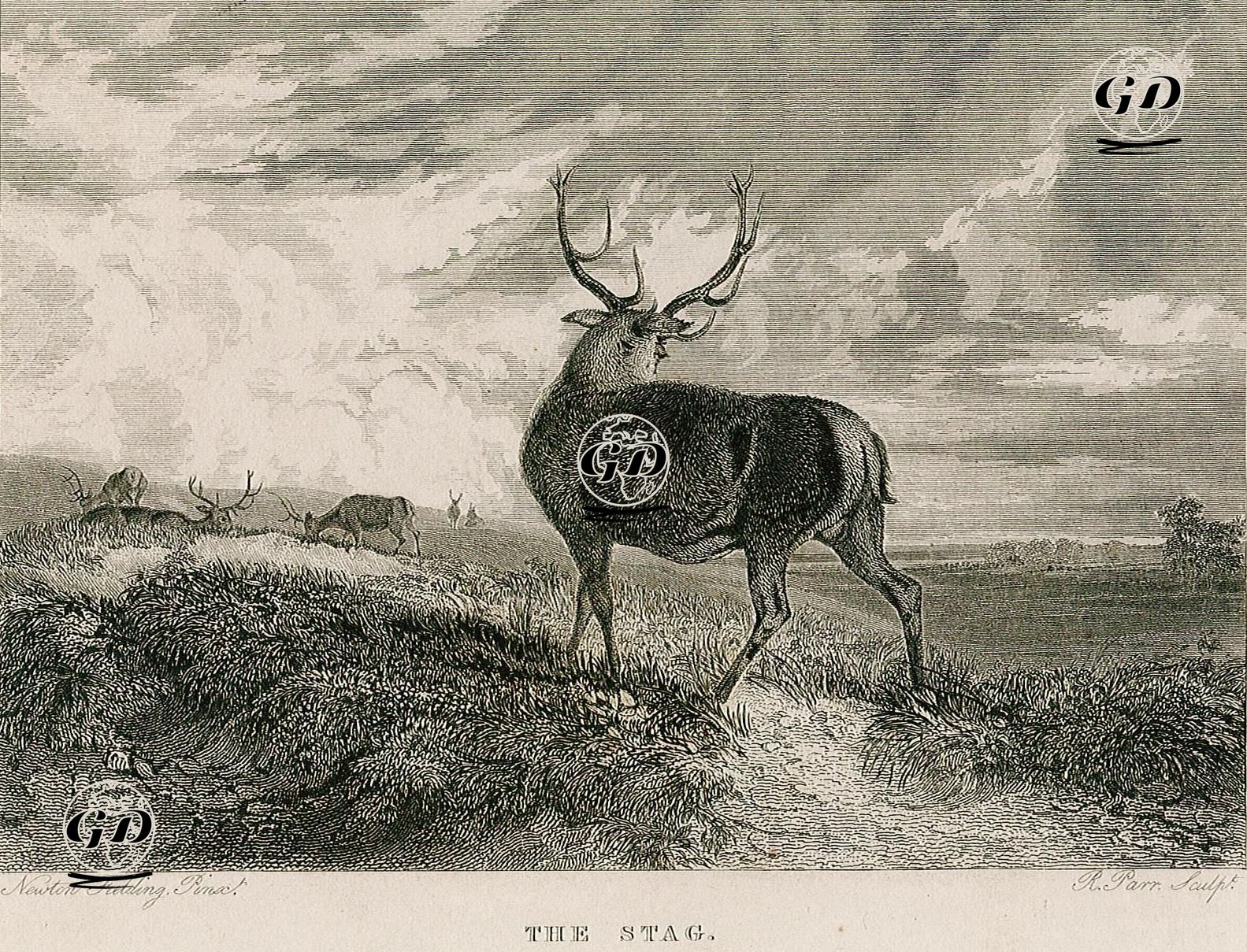 Erkek Geyik - Newton Smith Fielding (1799-1856) - 1830's