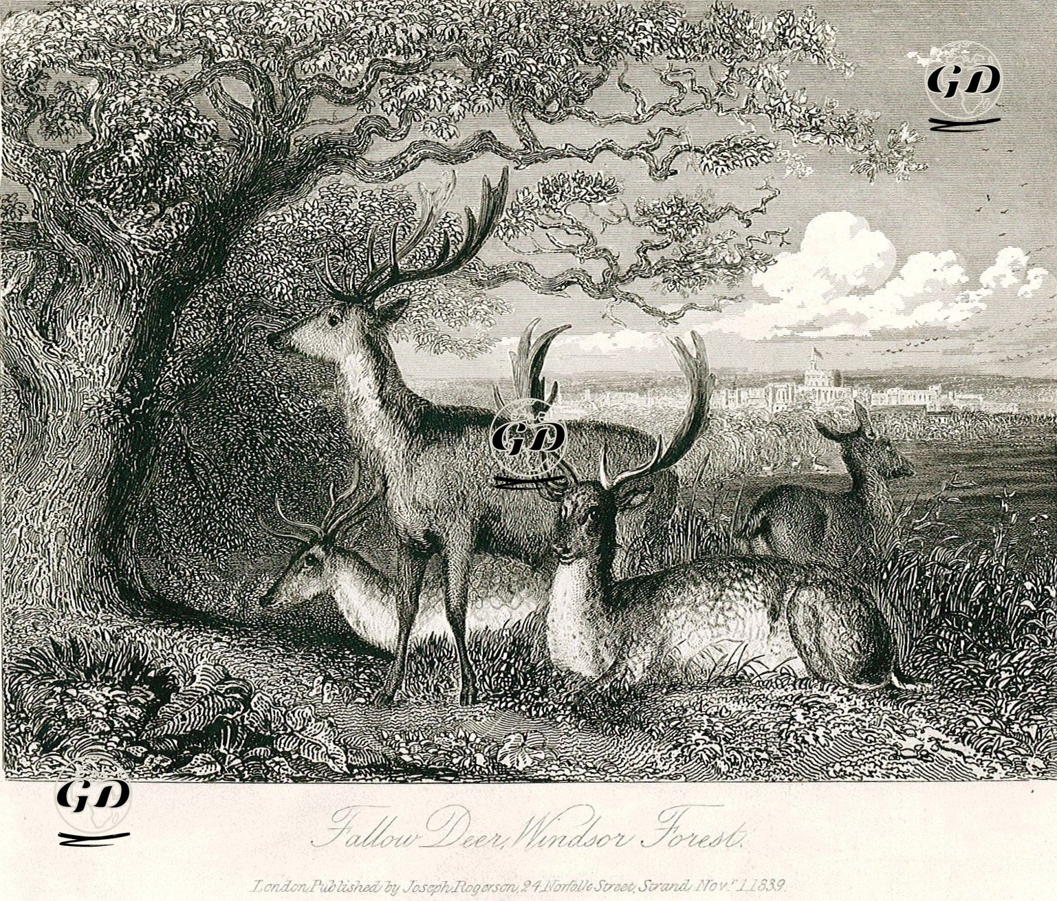 Alageyik, Windsor Ormanı -  - 1839