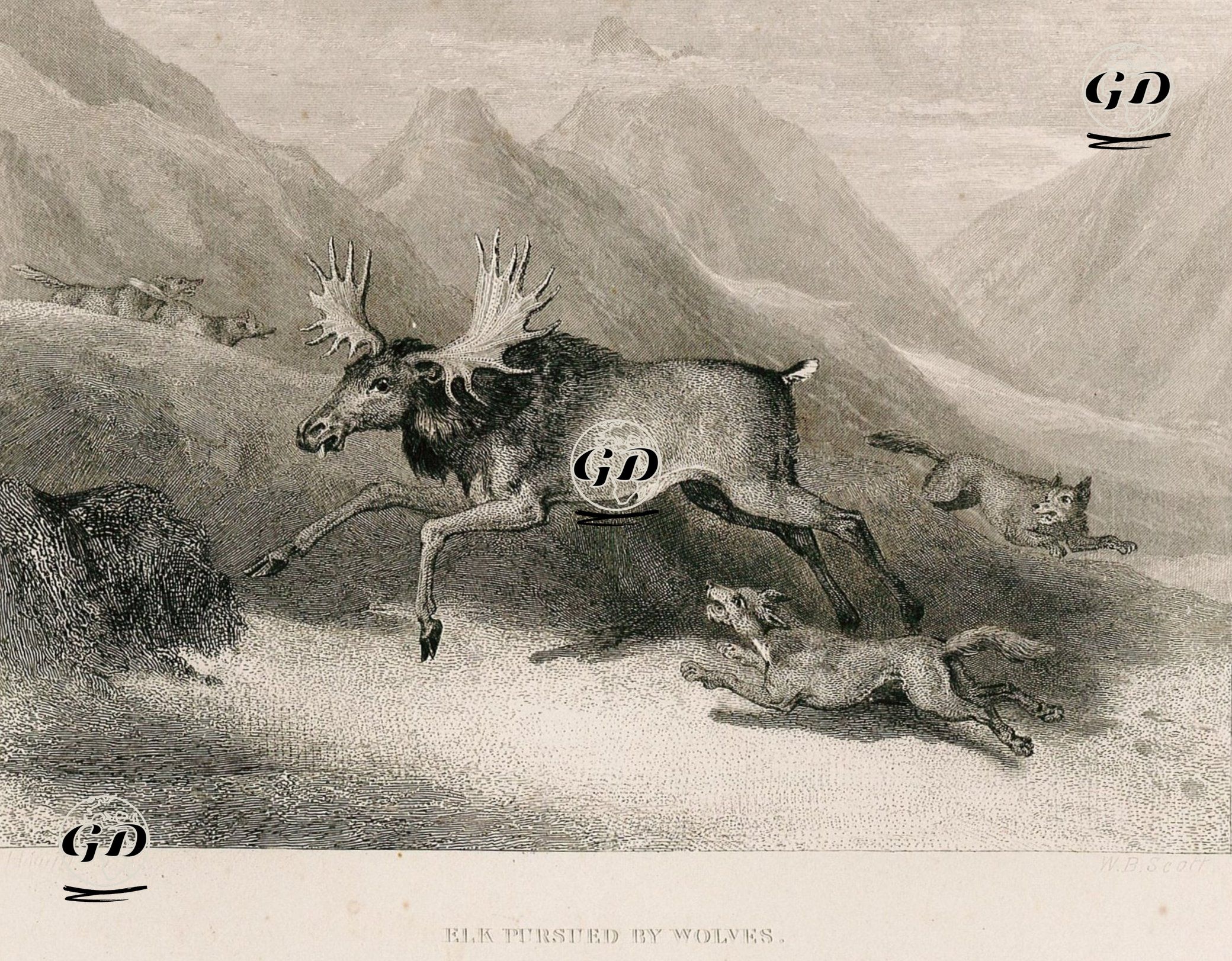Elk Pursued By Wolves -  - 1830's