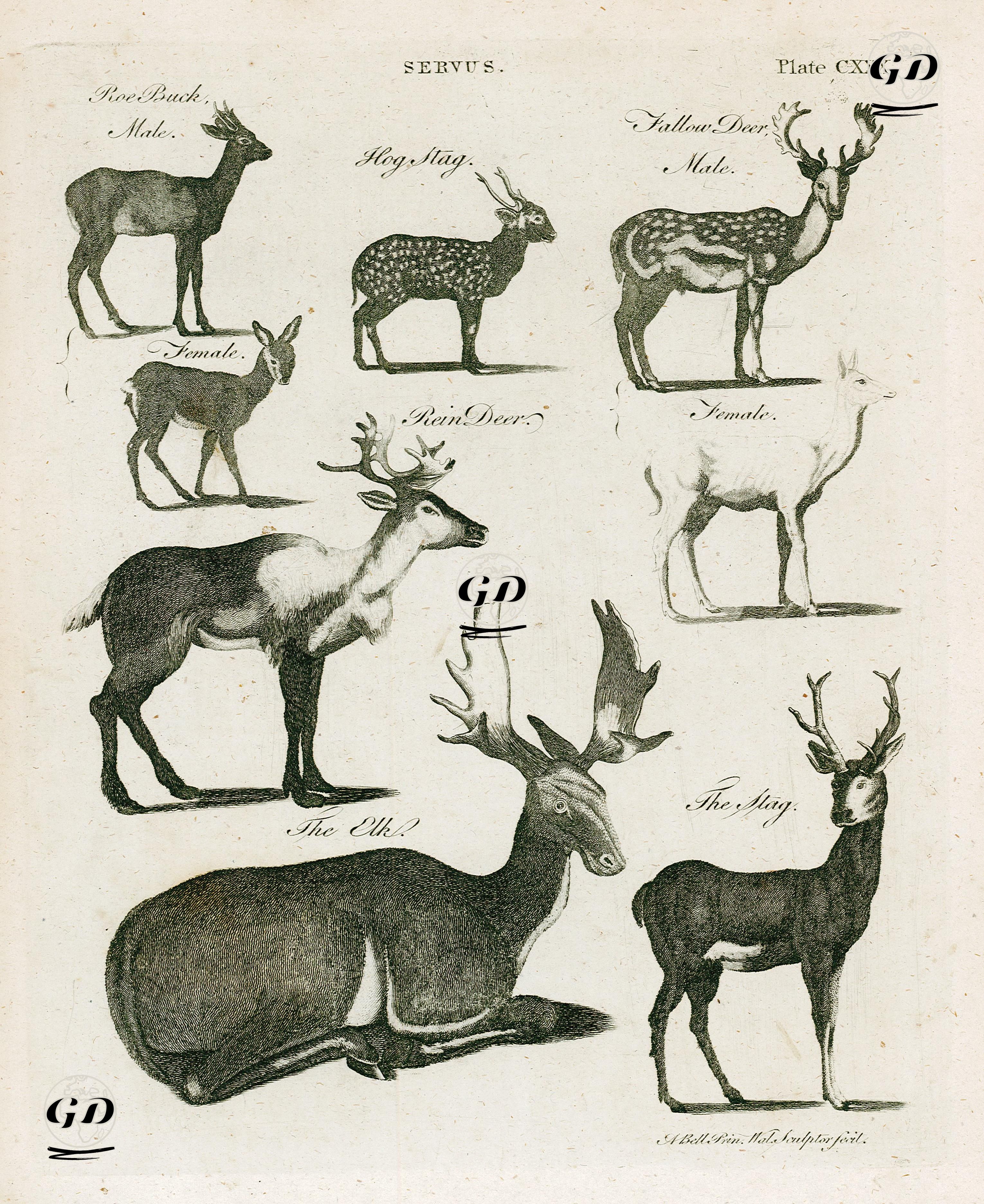 Cervus- Roe Buck Male and Female, Hog Stag, Fallow Deer Male And Female, Rein Deer, The Elk, The Stag - Andrew Bell (1726-1809) - 1790's
