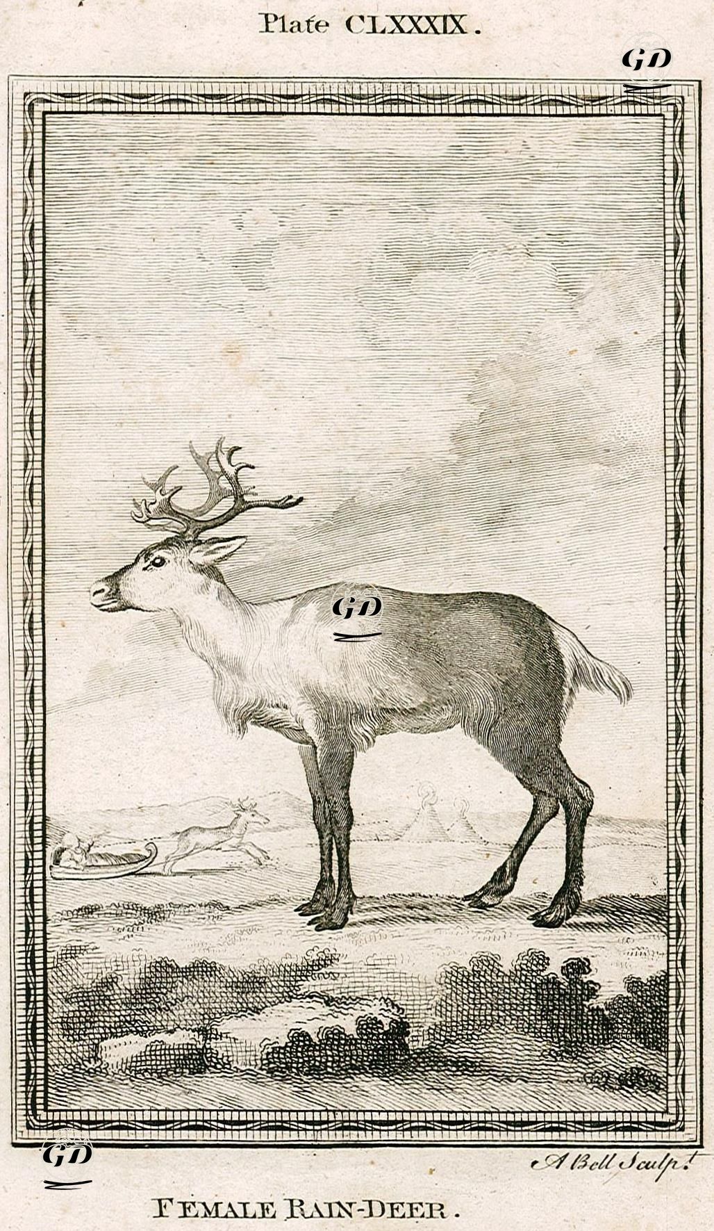 Dişi Ren Geyiği - Andrew Bell (1726-1809) - 1770's
