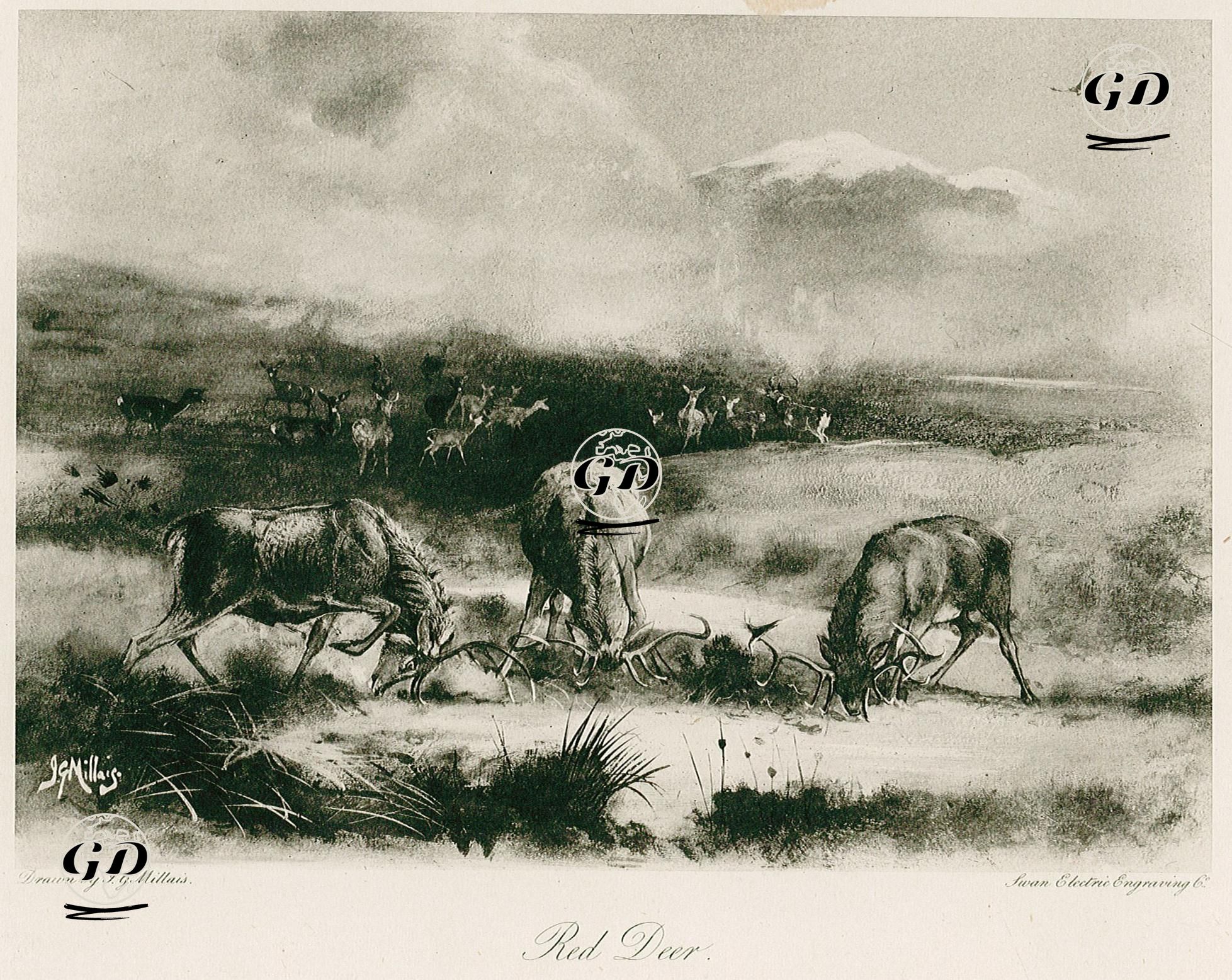 Kızıl Geyik - John Guille Millais (1865-1931) - 1897