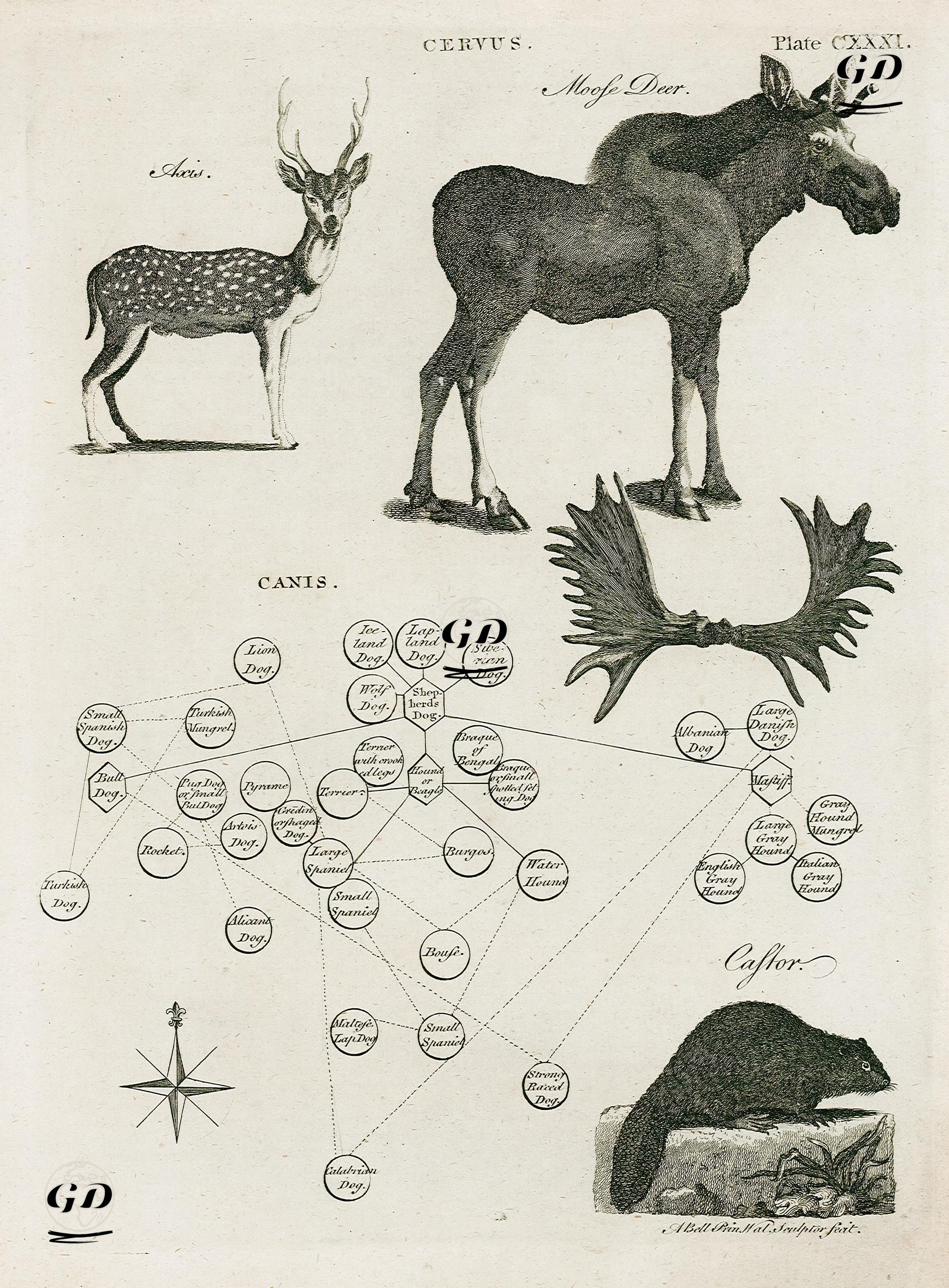 Geyikler- Benekli Geyik, Sığın Geyiği, Köpek Akrabalıkları, Kunduz - Andrew Bell (1726-1809) - 1790's