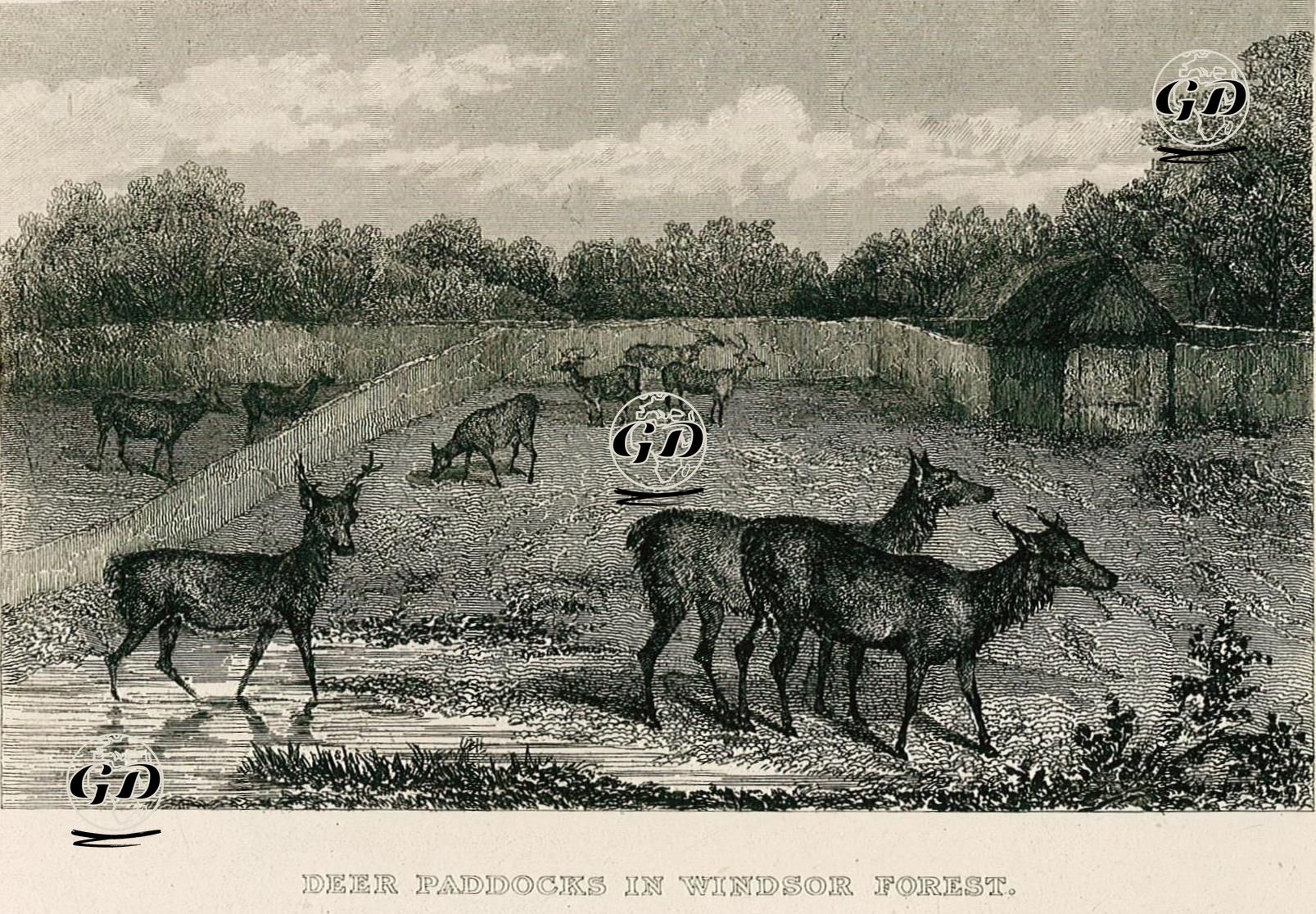 Windsor Ormanında Geyik Ağılı -  - 1870's