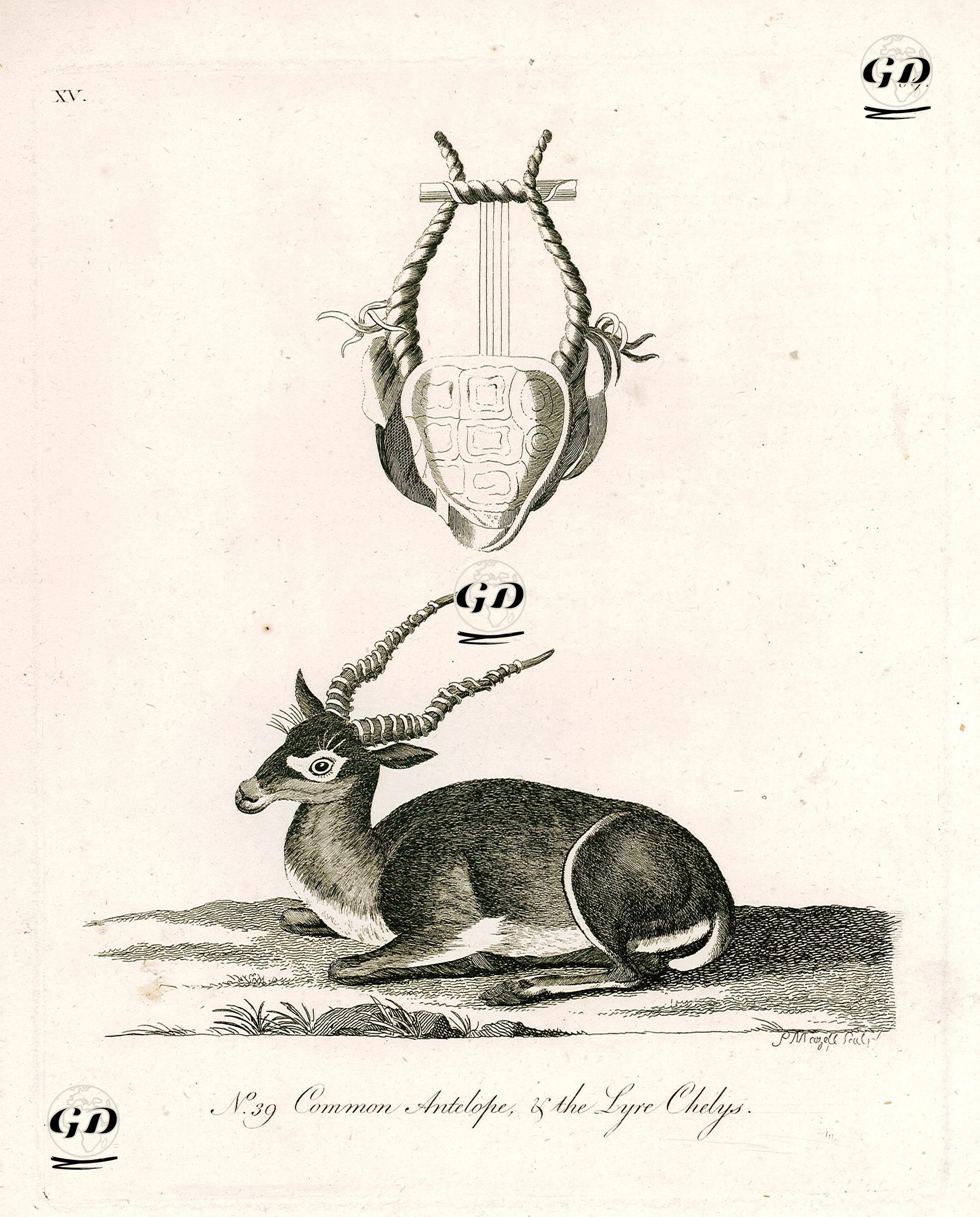 Antilop Ve Boynuzundan Lir Müzik Aleti -  - 1790's