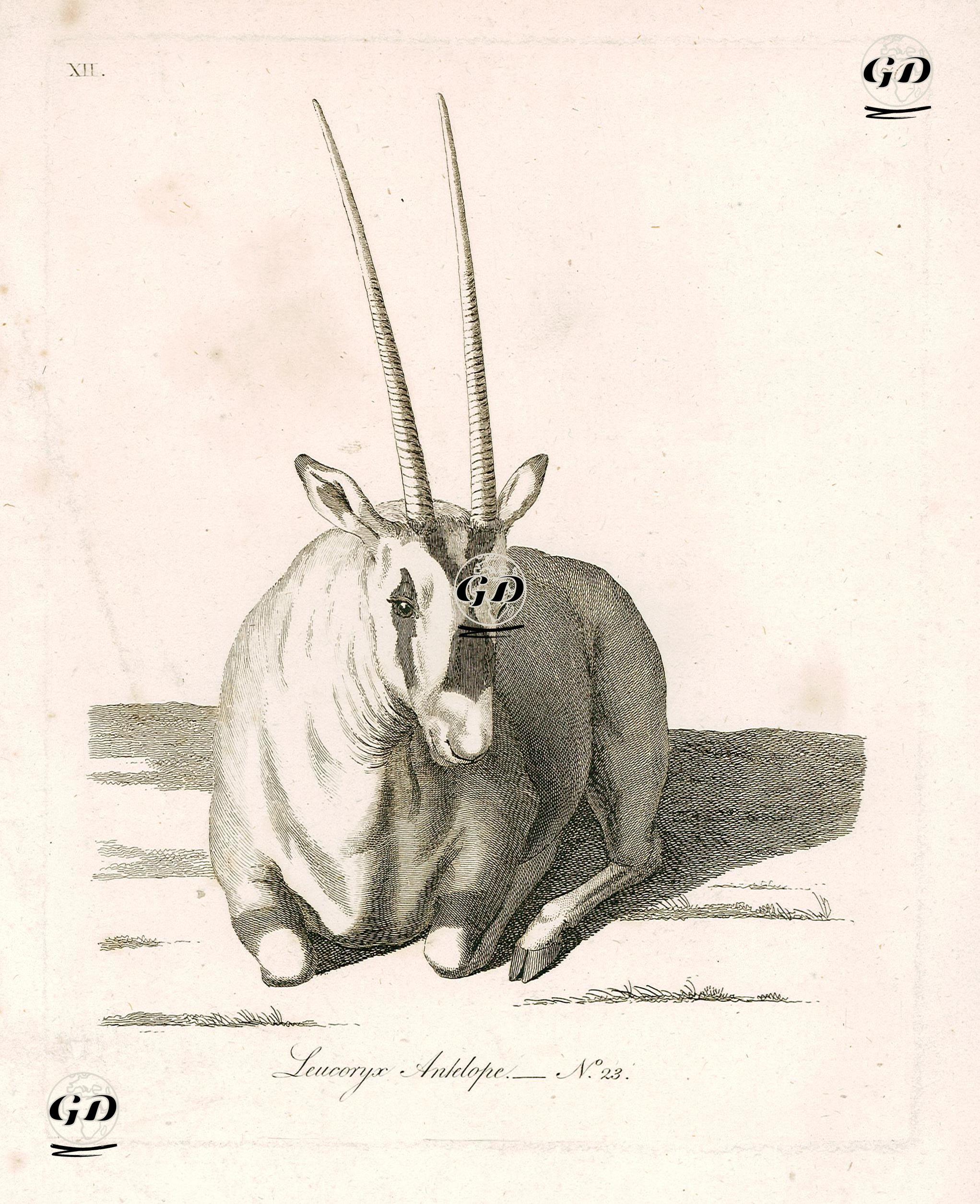 Arabistan Oriksi Antilop -  - 1790's