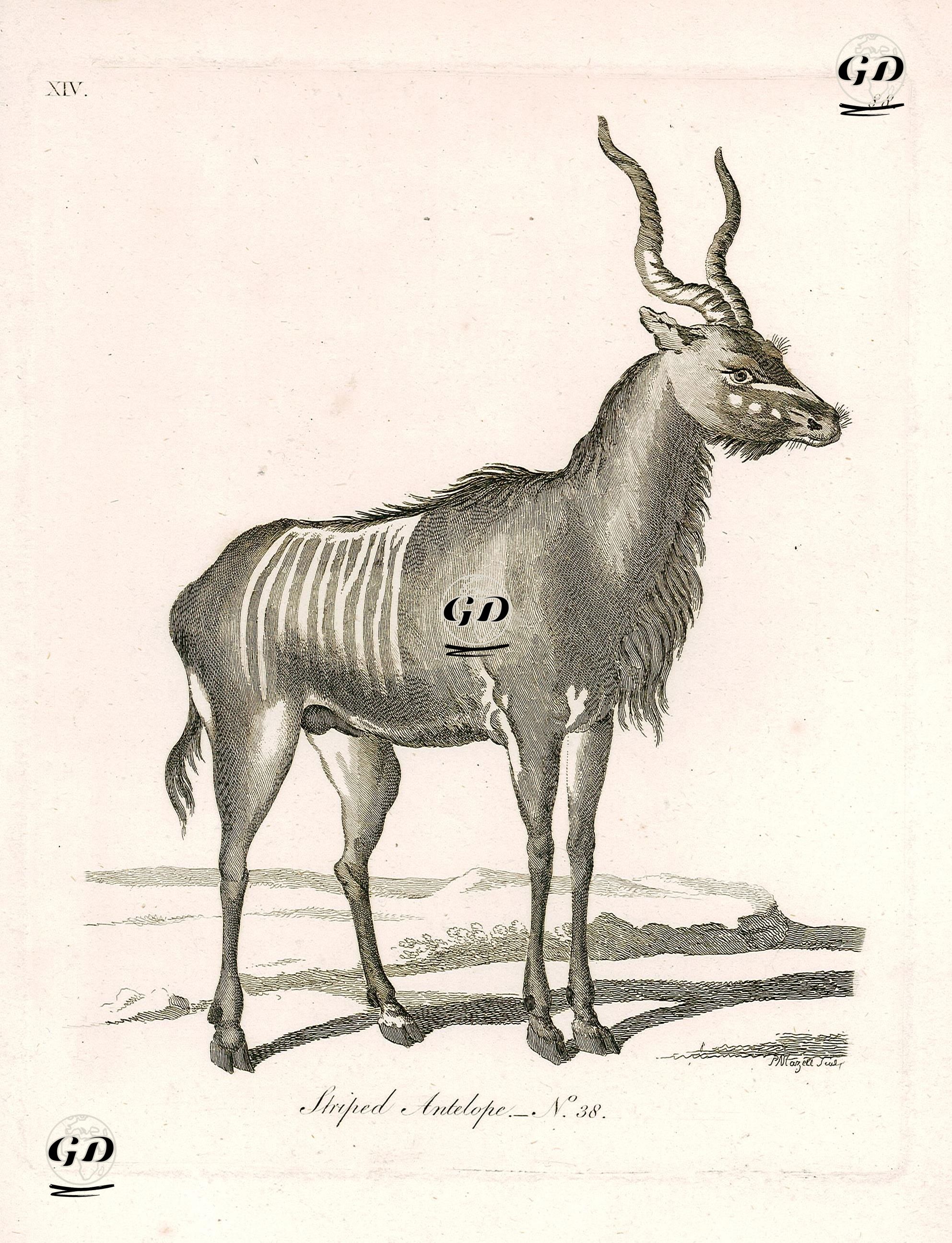 Striped Antelope -  - 1790's