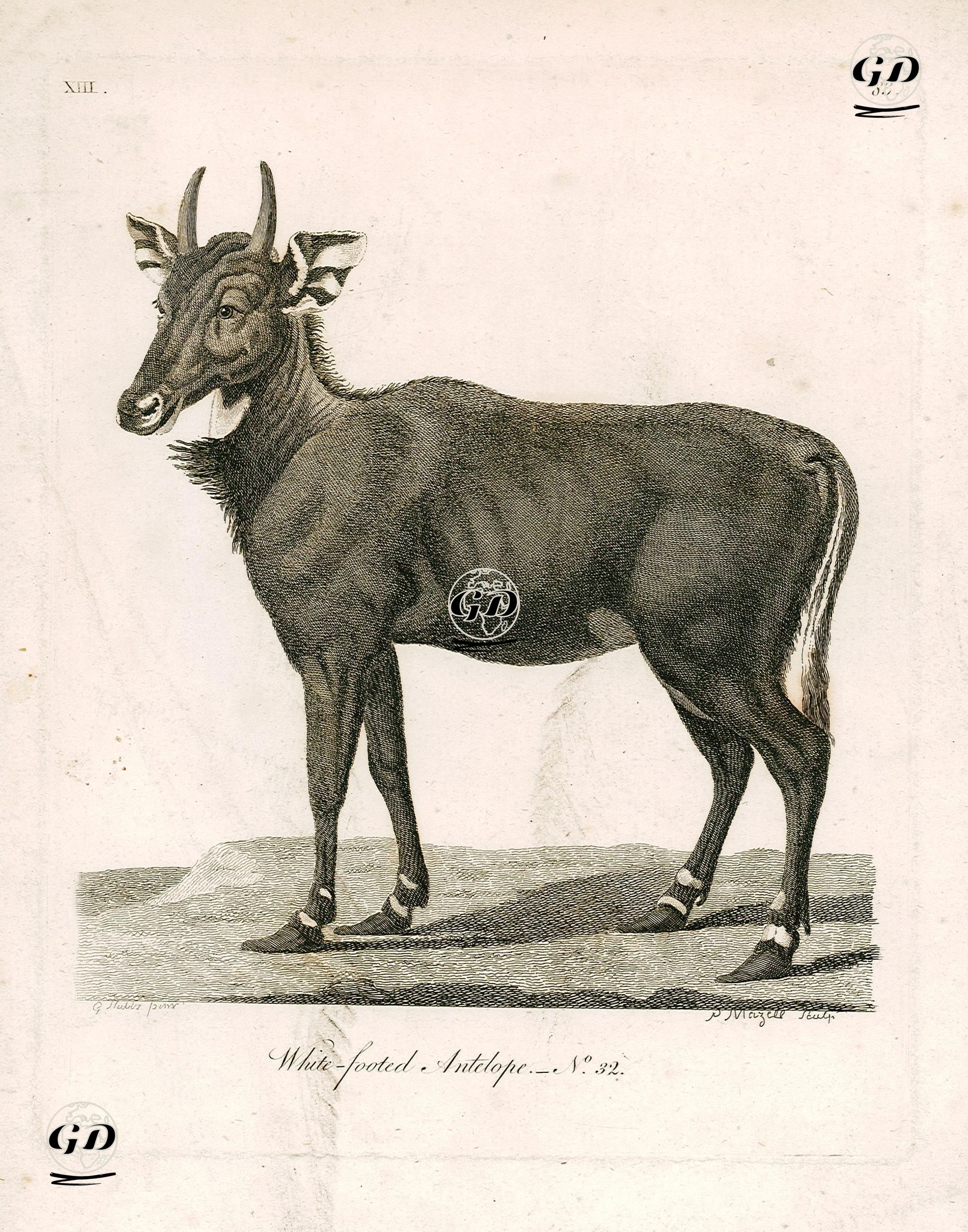 Beyaz Ayaklı Antilop - G.Hubbs - 1790's