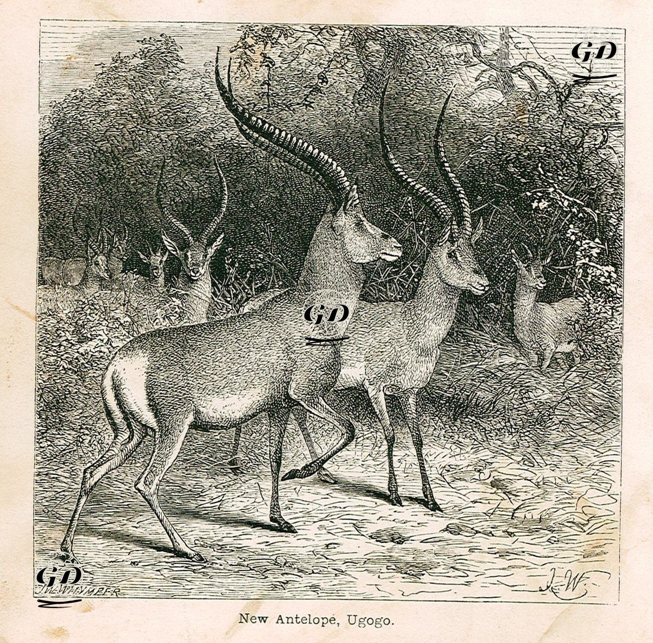Antilop -  - 1864