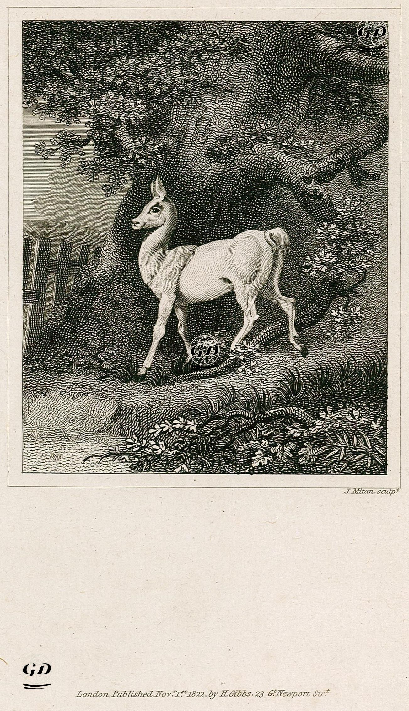 Roe -  - 1822