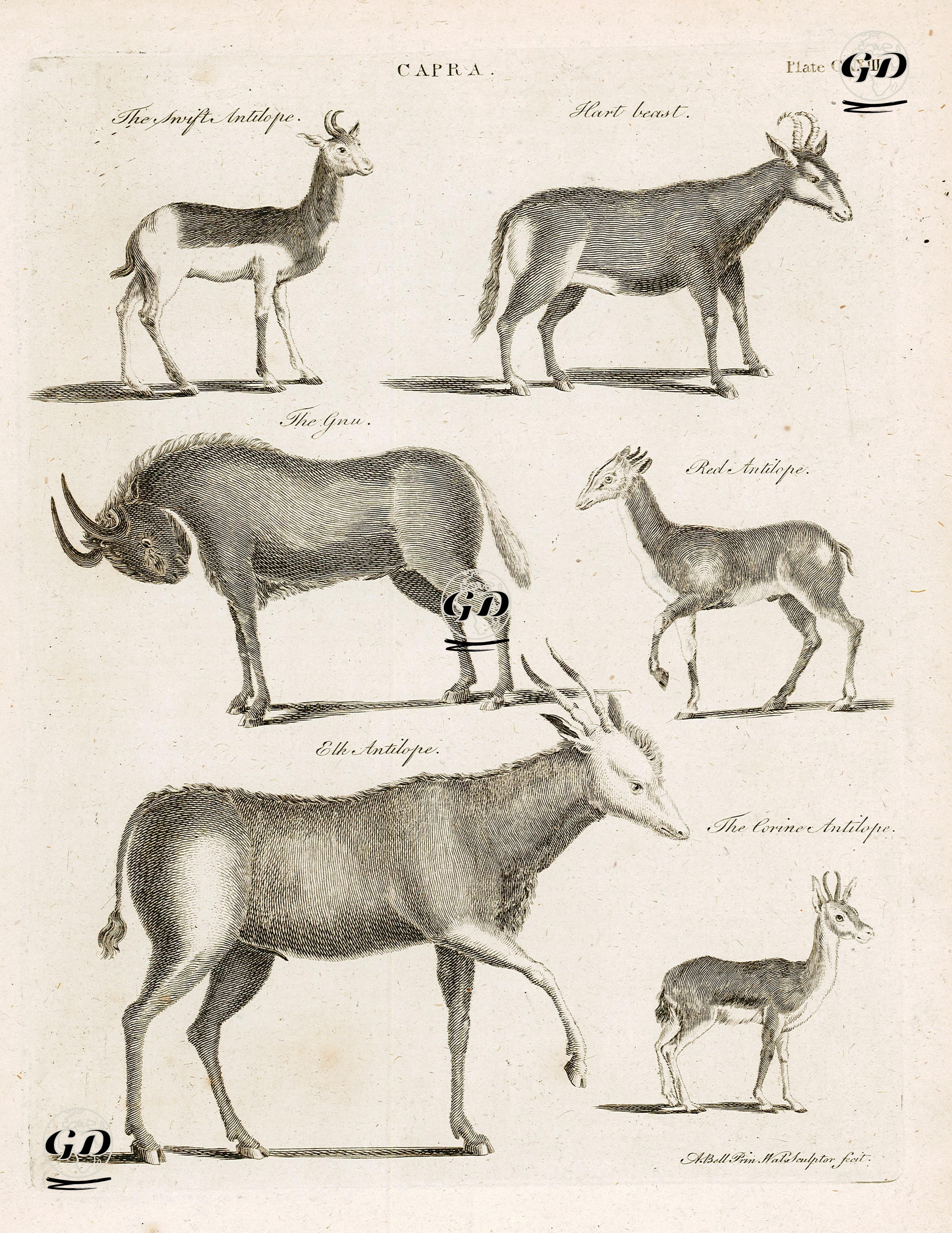 Sığır Antilopu, Güney Afrika Antilopu, Kızıl Antilop, Kanada Antilopu, - Andrew Bell (1726-1809) - 1790's