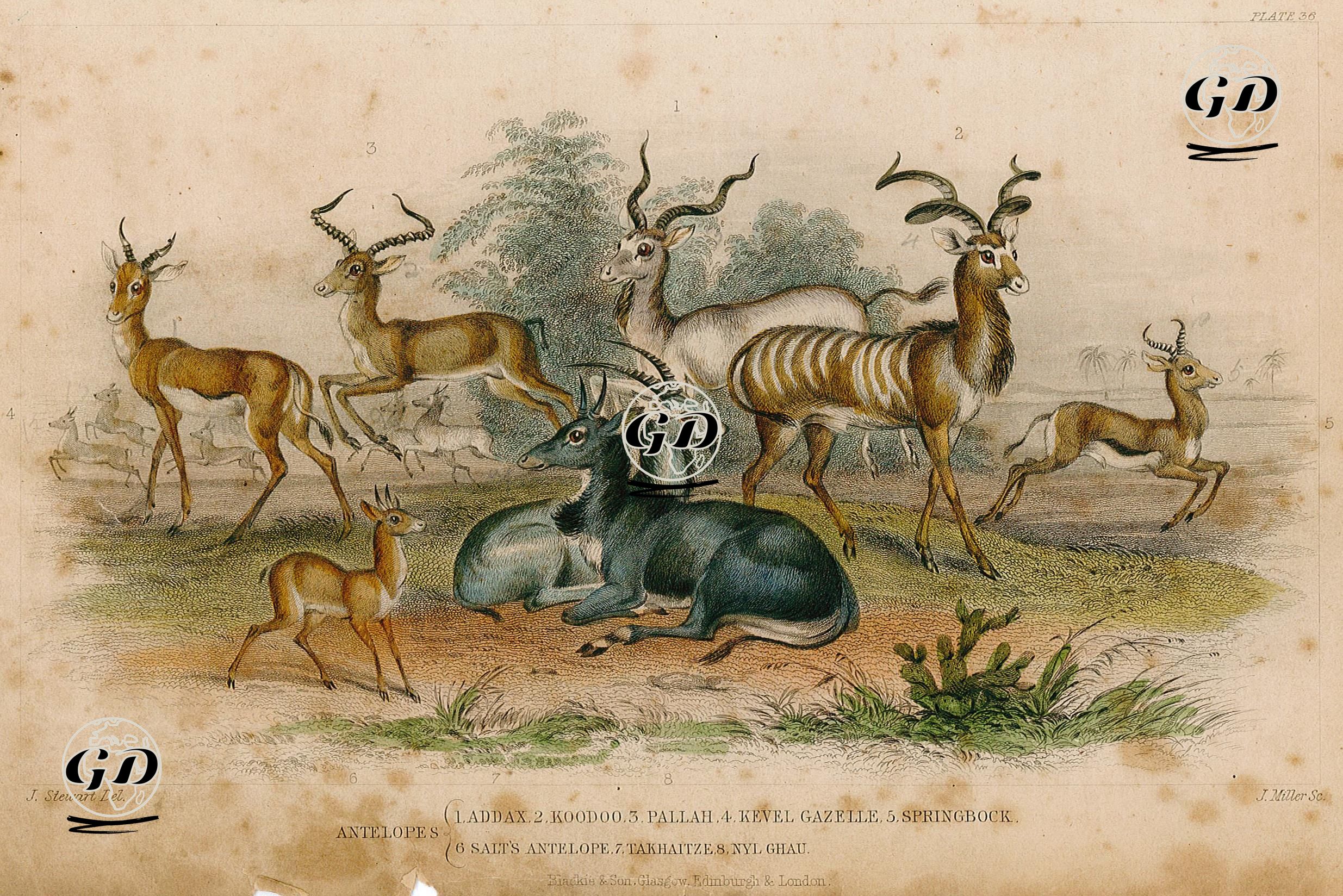 Antiloplar-Addax Antilopu, Kudu Antilopu, Güney Afrika Antilopu,Keseli Antilop, Salt 
Antilopu, Nilgai Antilopu - James S.Stewart (1791-1863) - 1850's