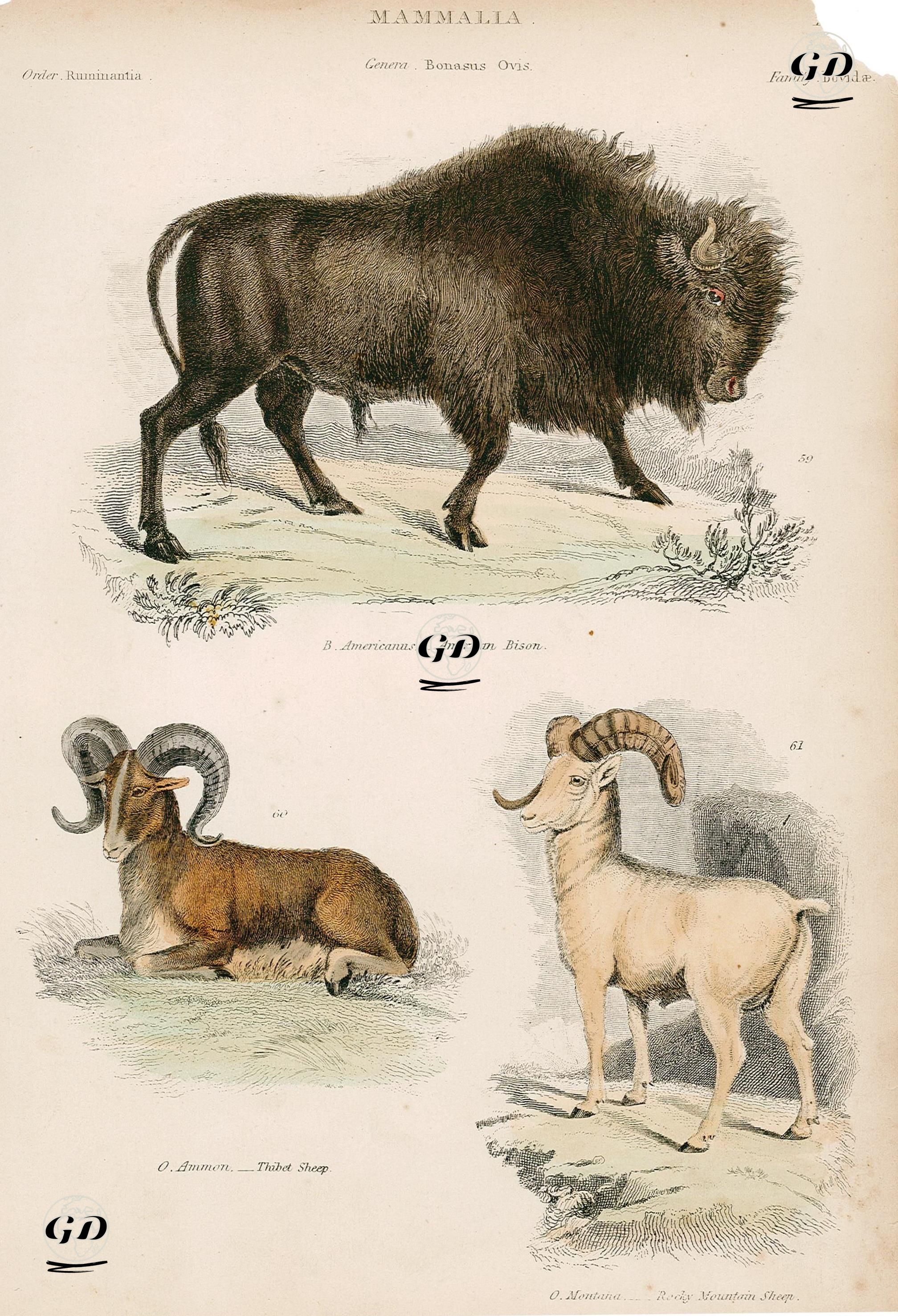 Memeliler, Bonasus, Ovis Cinsi (Plate 18)- 59. Amerikan Bizonu (Bonasus Americanus), 60. Tibet Keçisi (Ovis Ammon), 61. Dağ Keçisi (Ovis Montana) - Charles Landseer (1799-1879) - 1850's