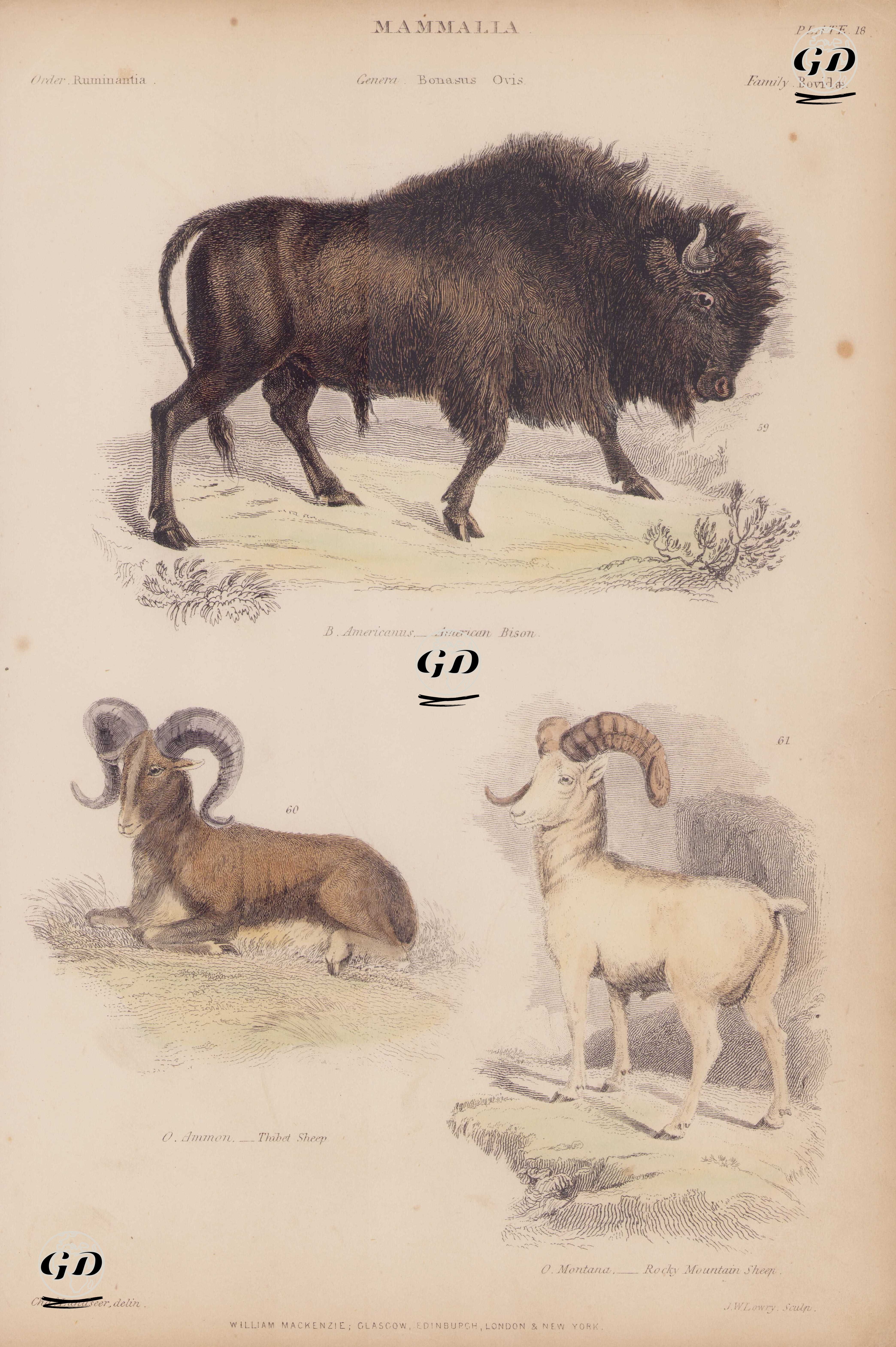Memeliler, Bonasus, Ovis Cinsi (Plate 18)- 59. Amerikan Bizonu (Bonasus Americanus), 60. Tibet Keçisi (Ovis Ammon), 61. Dağ Keçisi (Ovis Montana) - Charles Landseer (1799-1879) - 1850's