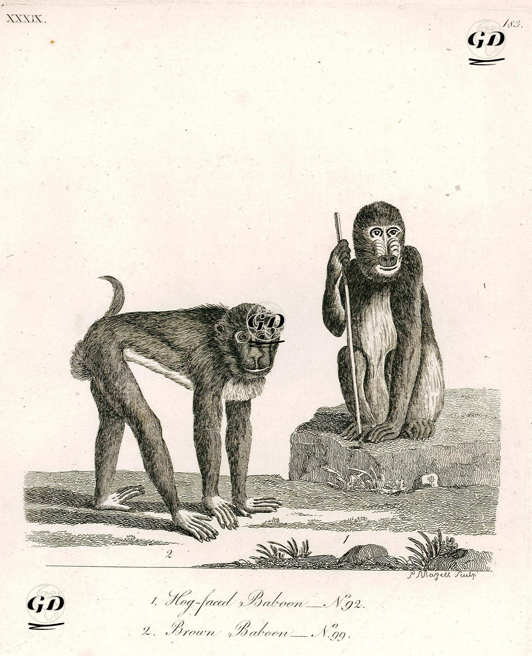 Domuz Suratlı Habeş Maymunu-Kahverengi Habeş Maymunu -  - 1790's