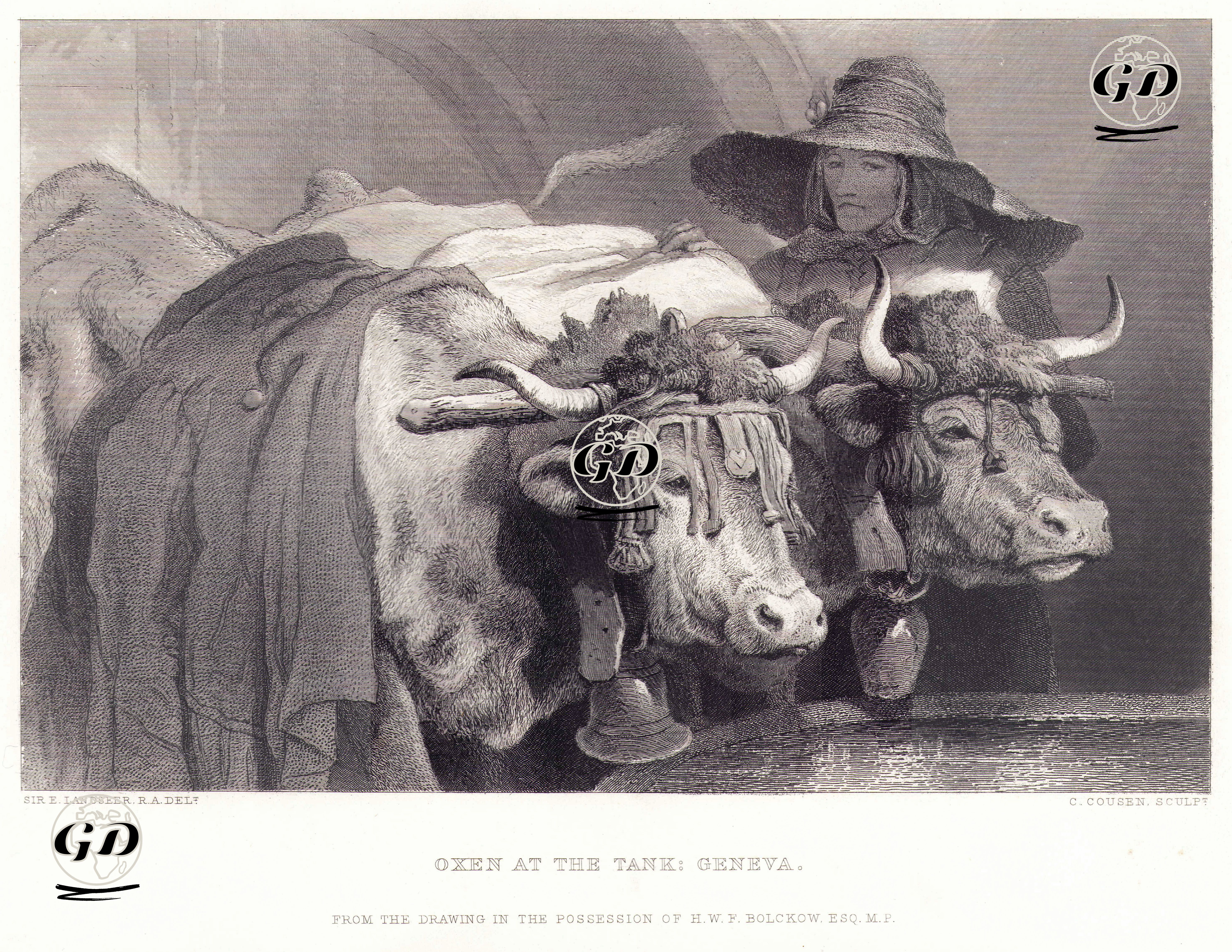 Cenevre'de Su İçen Öküzler - Edwin Henry Landseer (1802-1873) - 1876