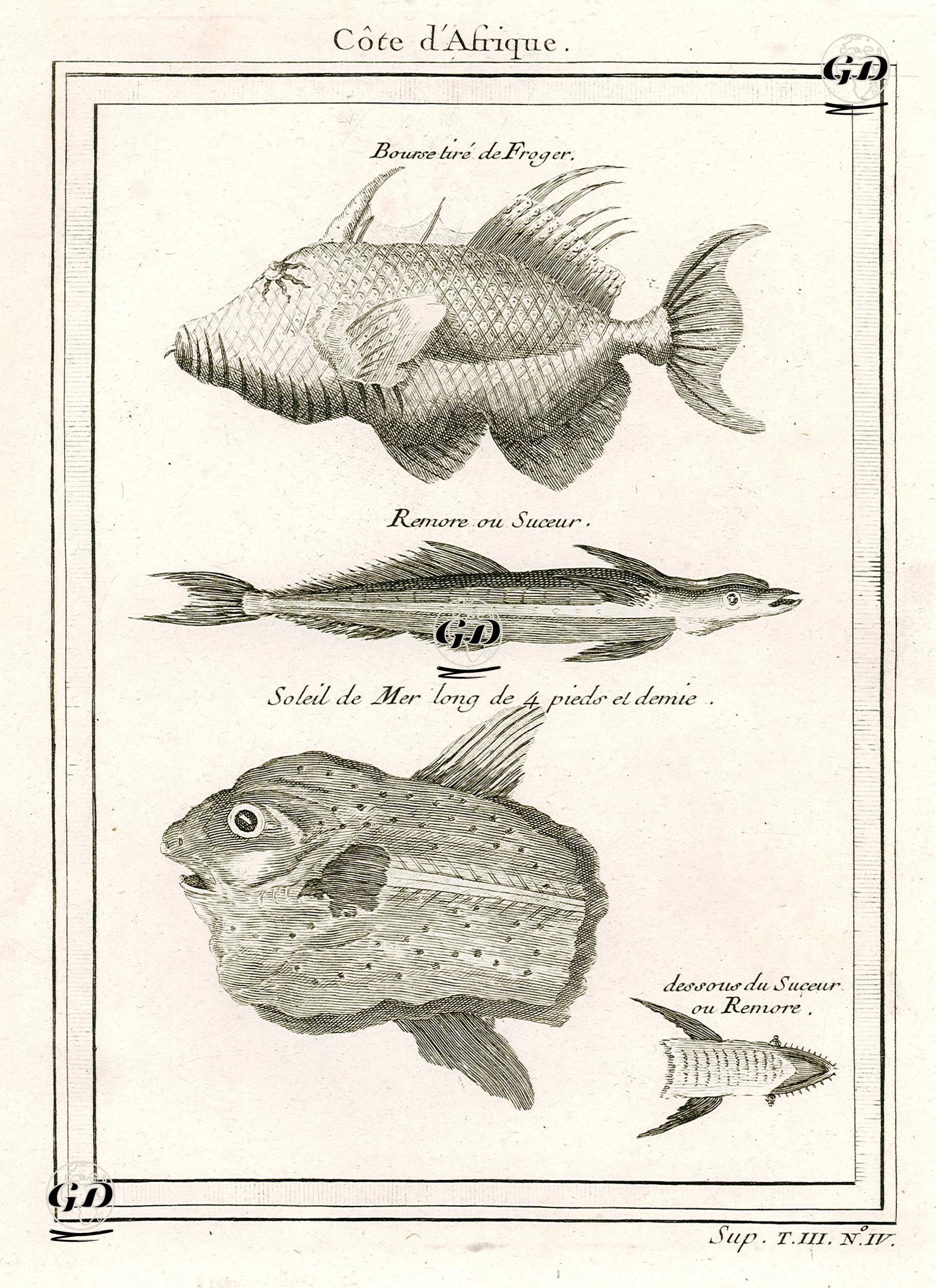 Afrika Kıyılarındaki Balıklar-Bourse Tire De Froger, Romeru Ou Suceur, Soleil De Mer Long De 4 Pieds El Demie, Dessous 
Du Suceur Ou Remore -  - 1760's