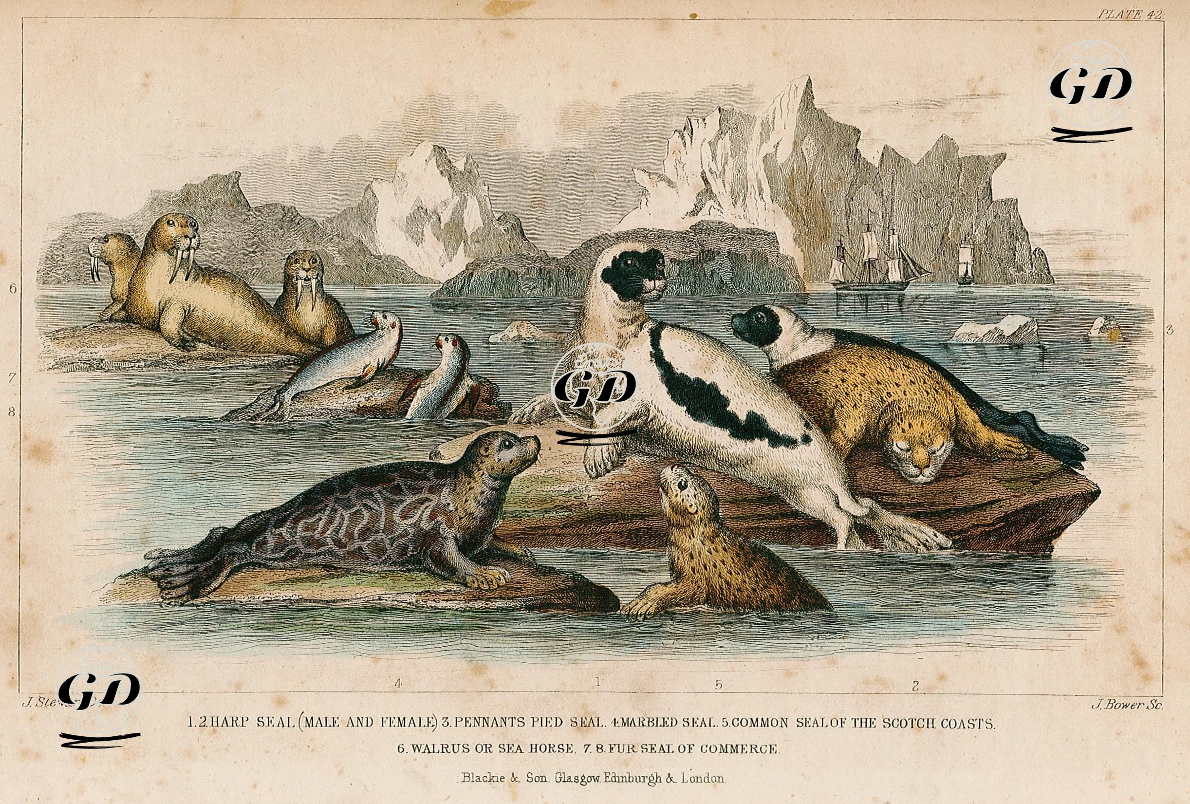 Grönland Foku, Pennants Pied Seal, Benekli Fok, İşkaçya Sahillerinin Fokları,Deniz Aygırı (Mors), Derisi Ticari Olarak Kullanılan Foklar - James S.Stewart (1791-1863) - 1859