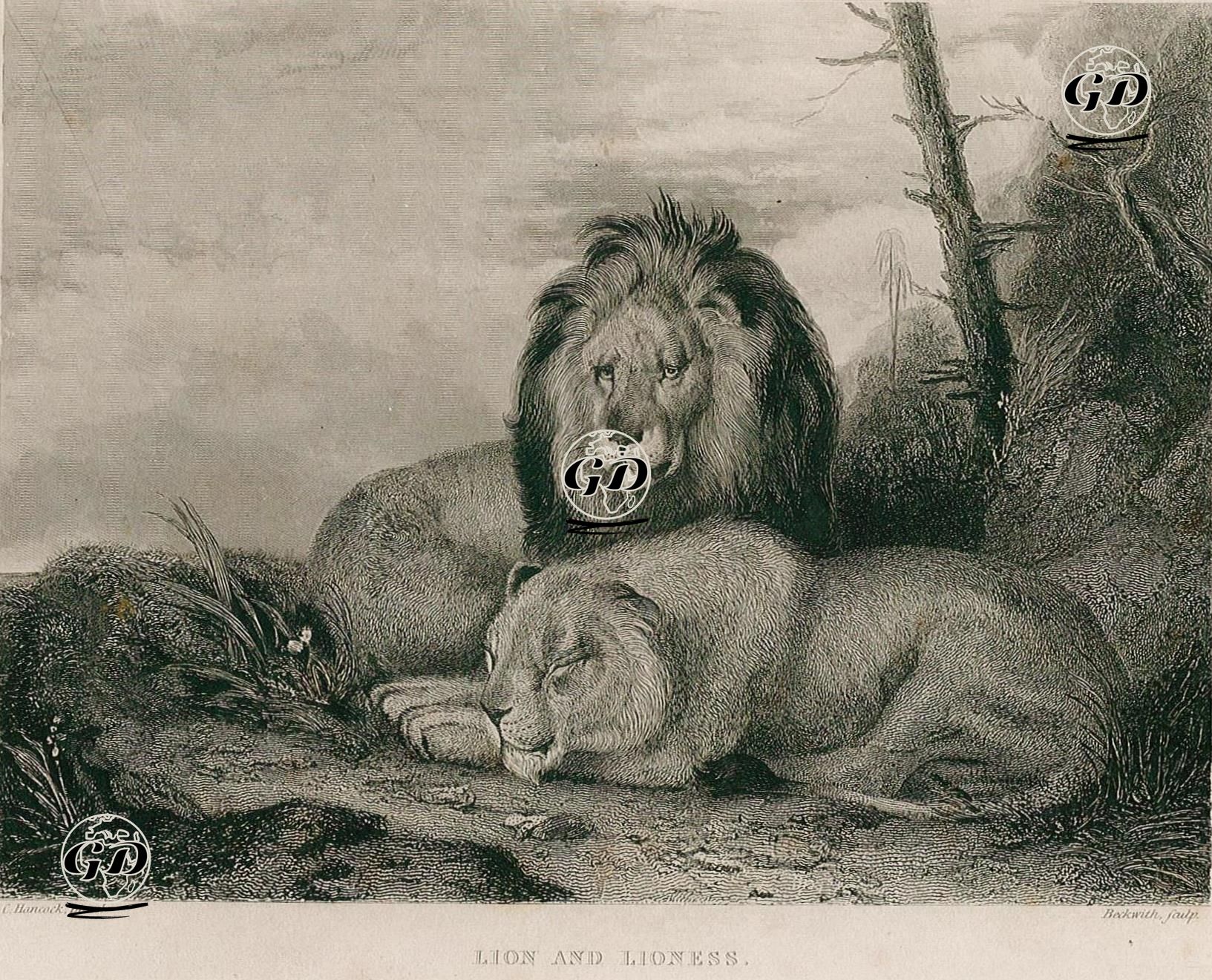 Erkek Ve Dişi Aslan - Charles Hancock (1795-1868) - 1830's