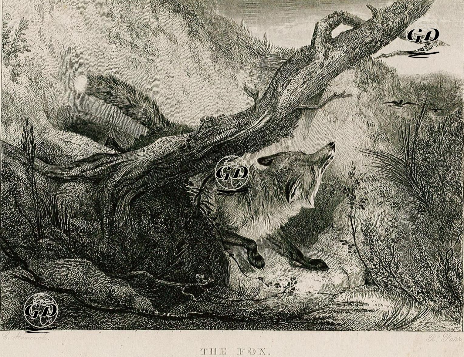 The Fox - Charles Hancock (1795-1868) - 1830's