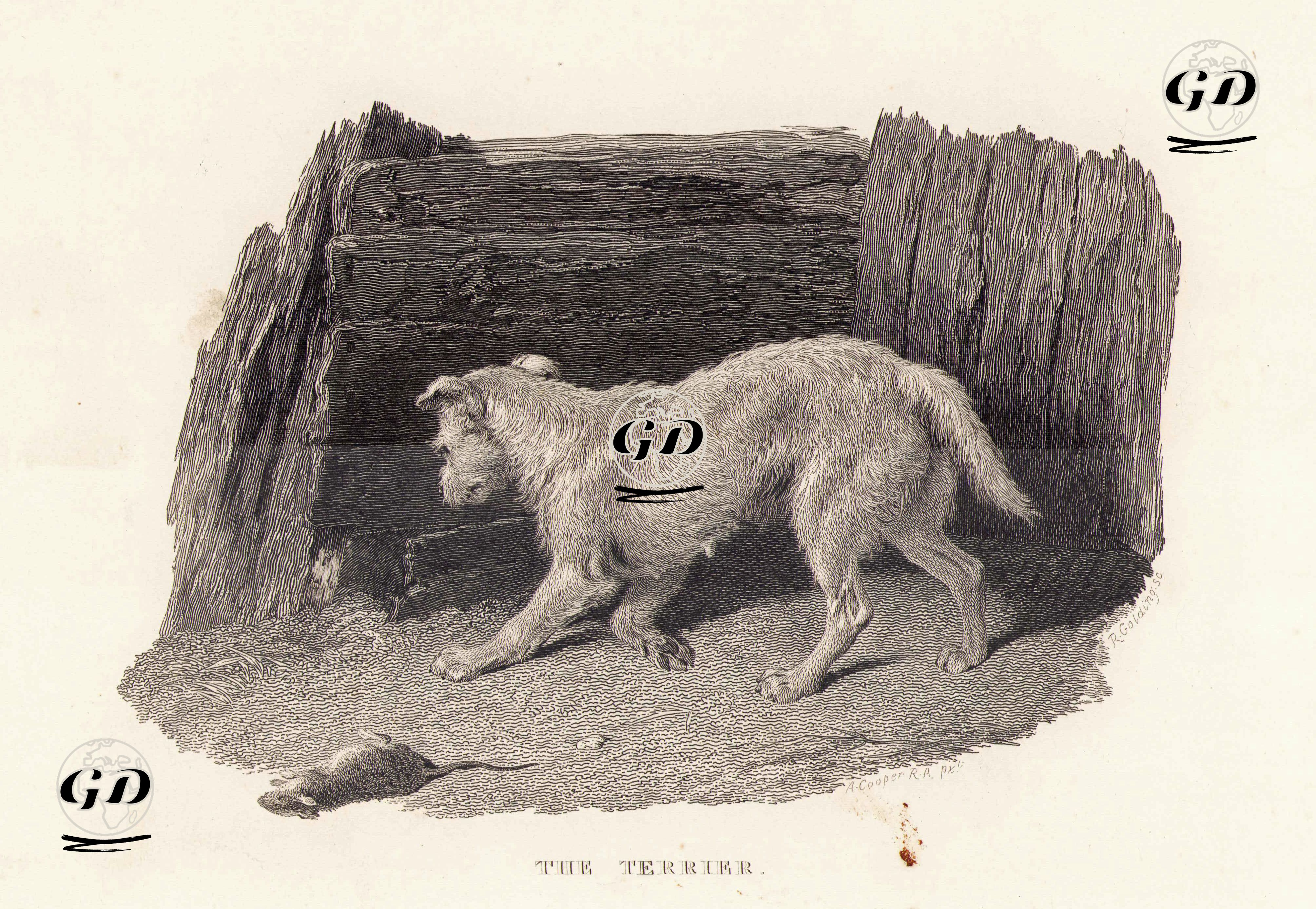 The Terrier - Abraham Cooper (1787-1868) - 1830's