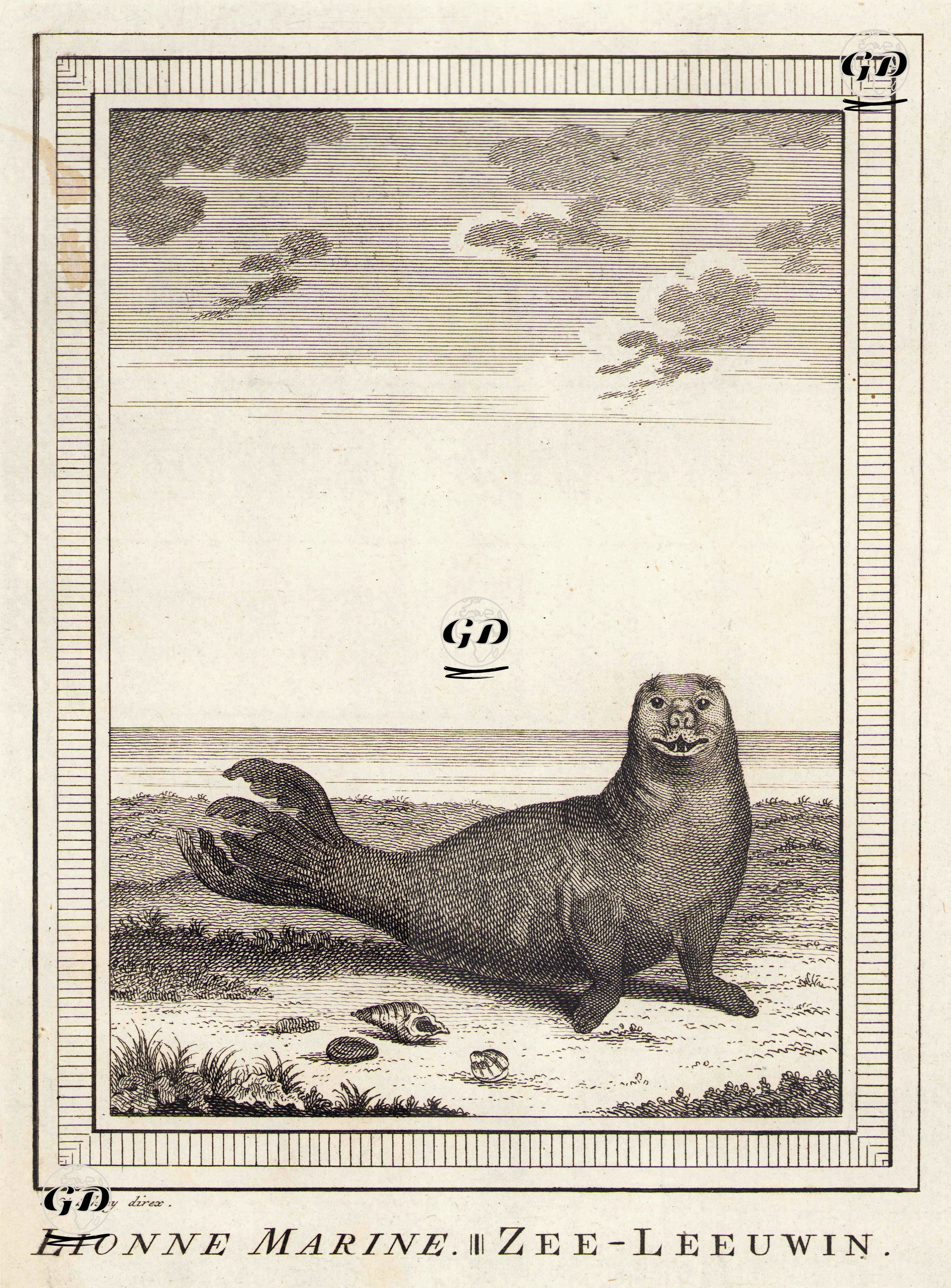 Denizaslanı -  - 1749