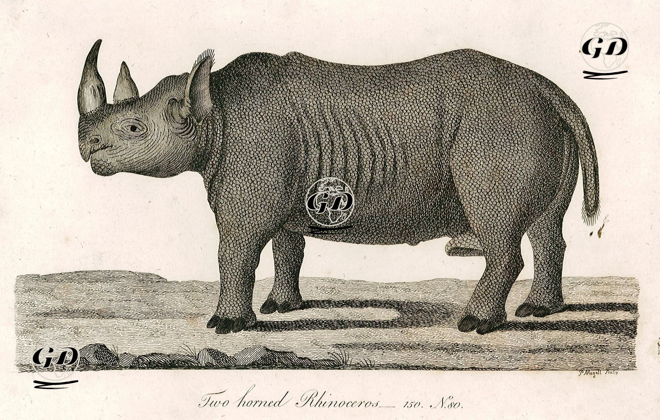 Two Horned Rhinoceros -  - 1790's