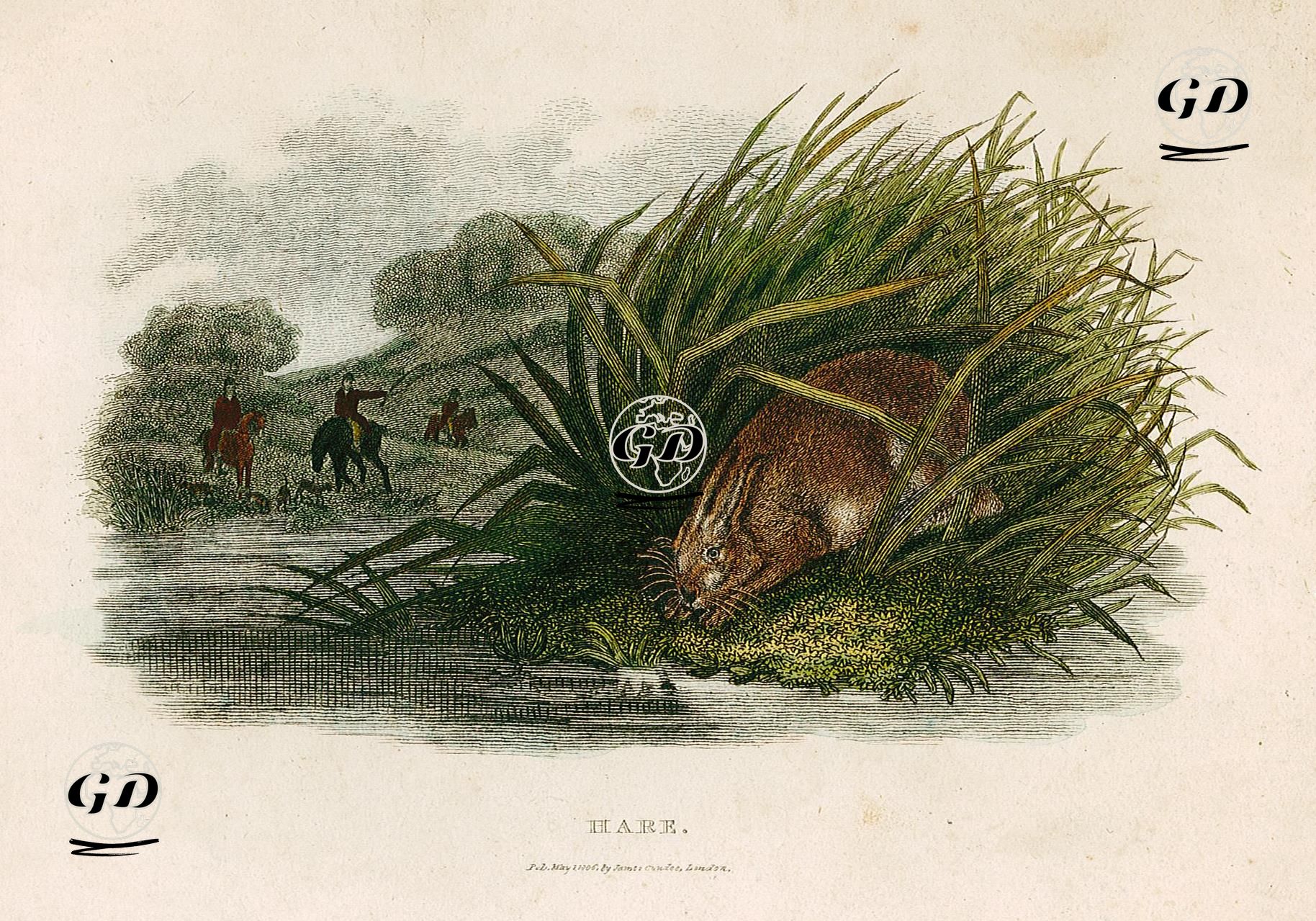 Hare -  - 1806