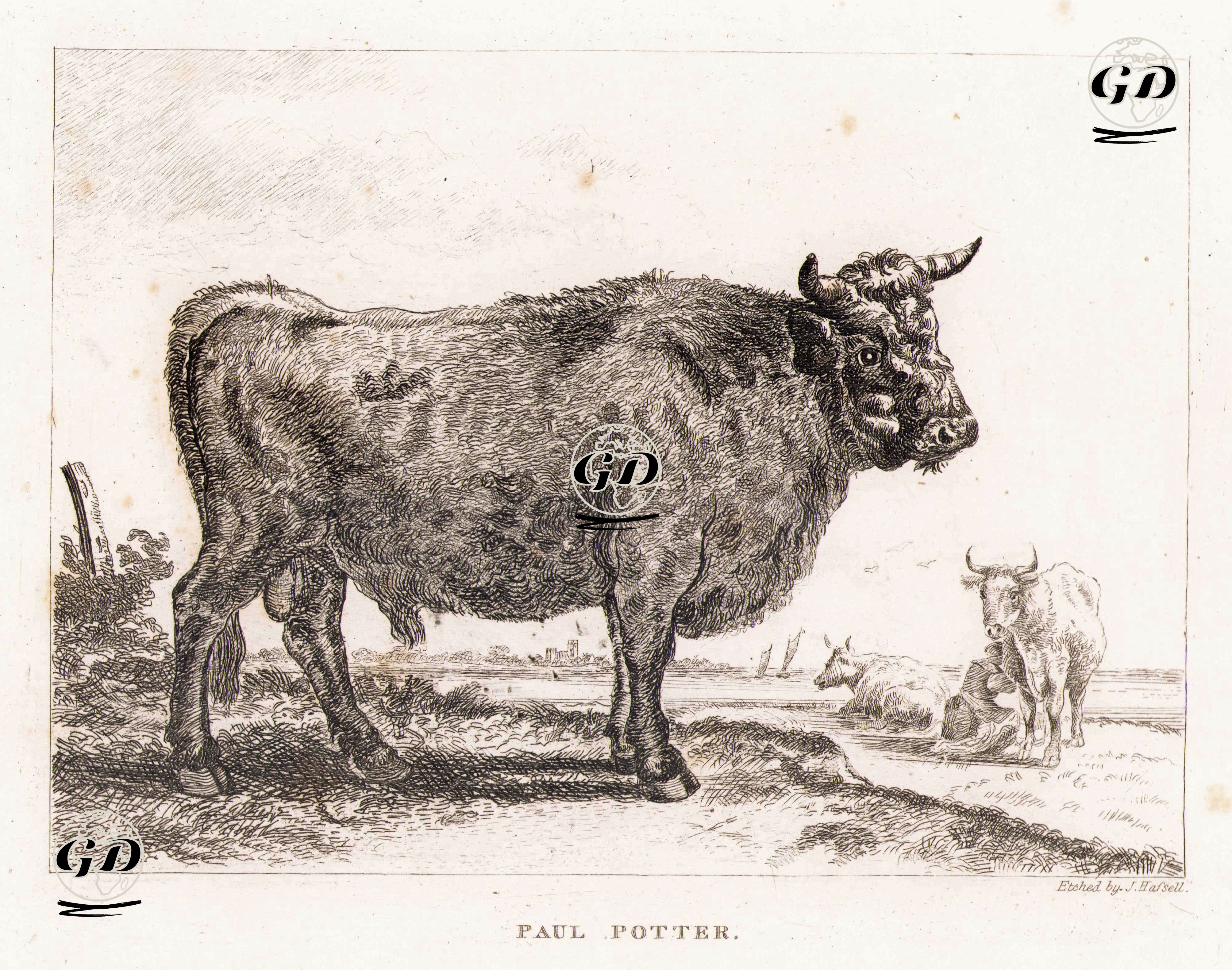 Cow-Paul Potter - Paulus Potter (1625-1654) - 1800's