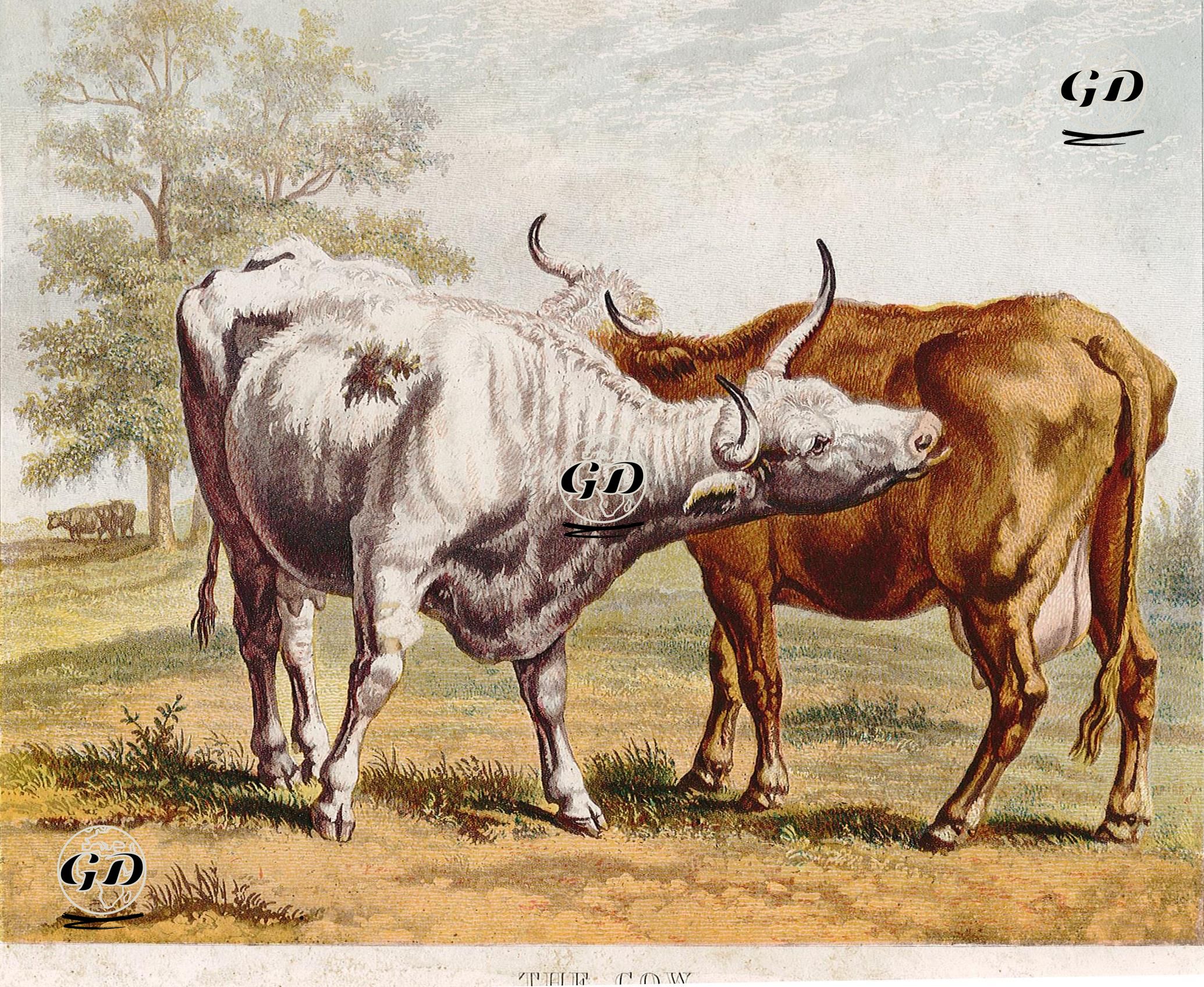 The Cow -  - 1880's