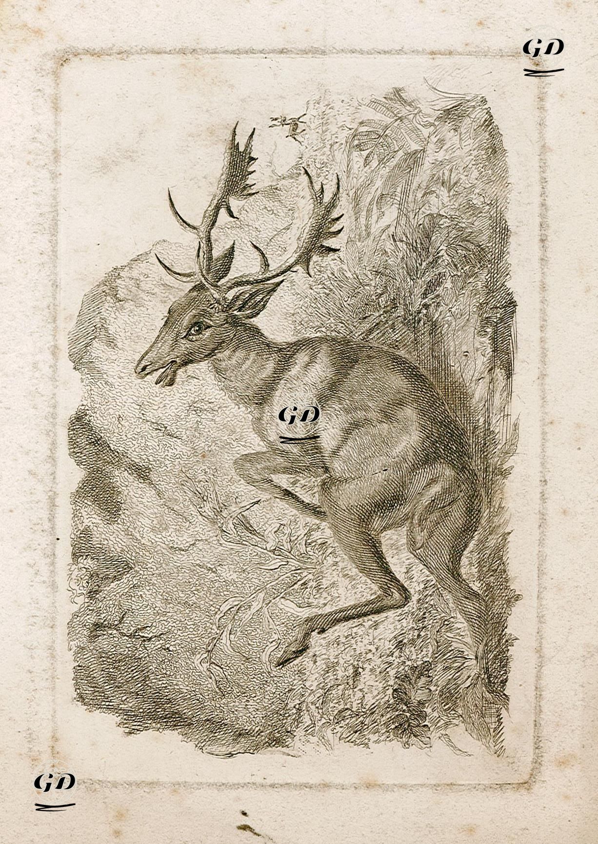 Geyik -  - 1850's
