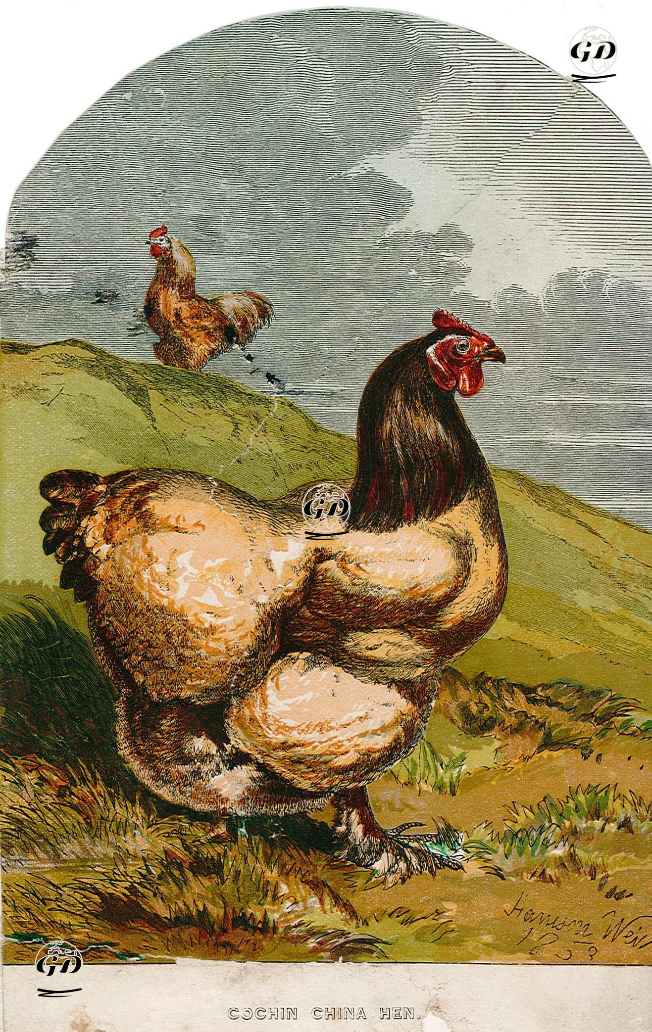 Cochin Çin Tavuğu - Harrison William Weir (1824-1906) - 1850's