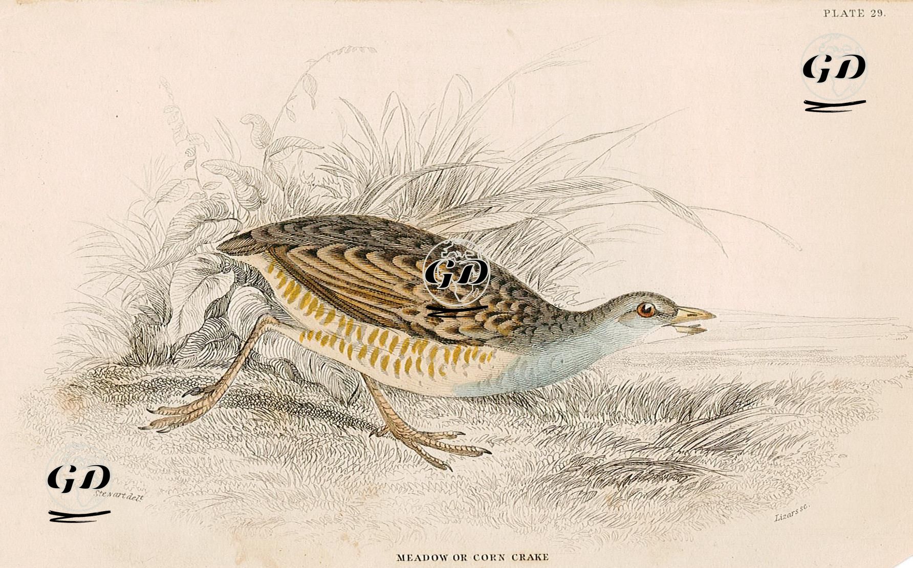 Meadow Or Corn Crake - James S.Stewart (1791-1863) - 1830's