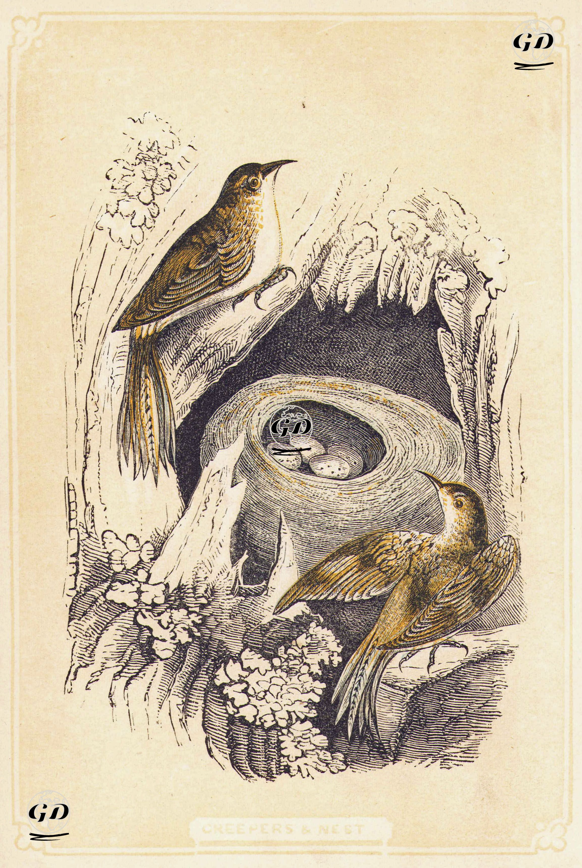 Creepers & Nest -  - 1880's