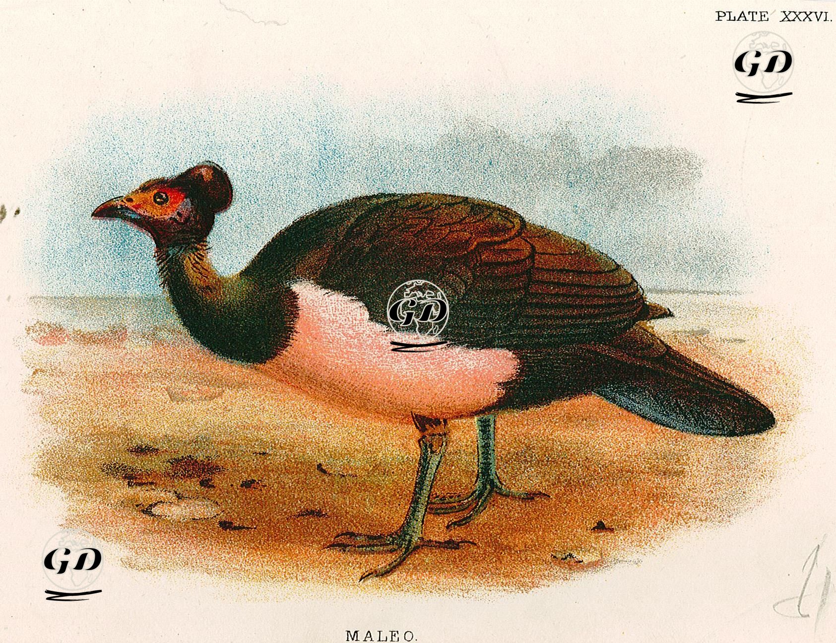 Maleo (Hindi) -  - 1896-1897