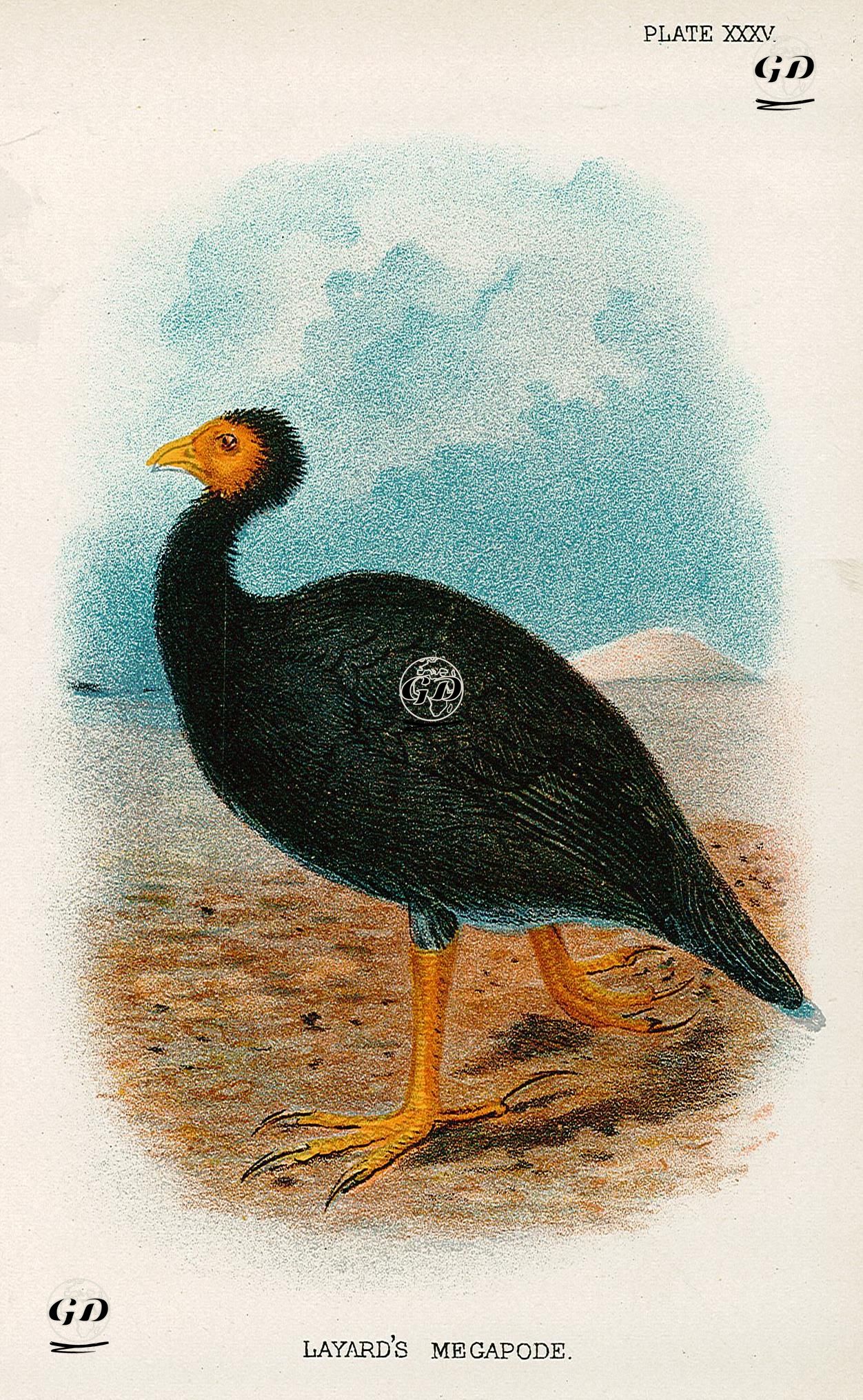 Megapode (Hindi) -  - 1896-1897