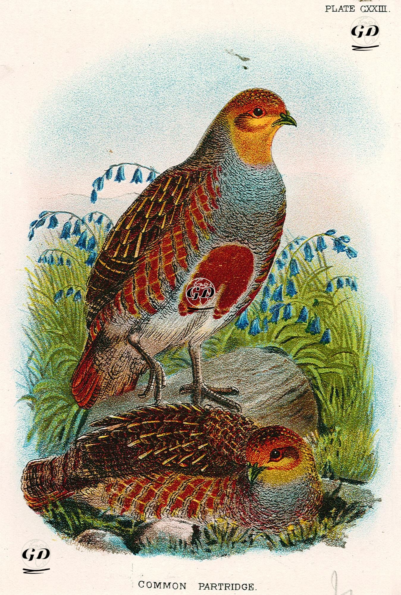 Common Partridge -  - 1896-1897