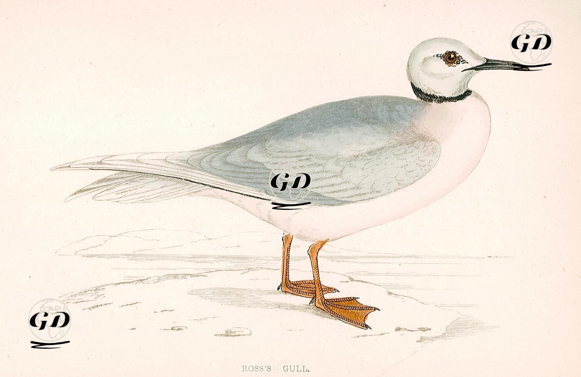 Ross's Gull -  - 1870's