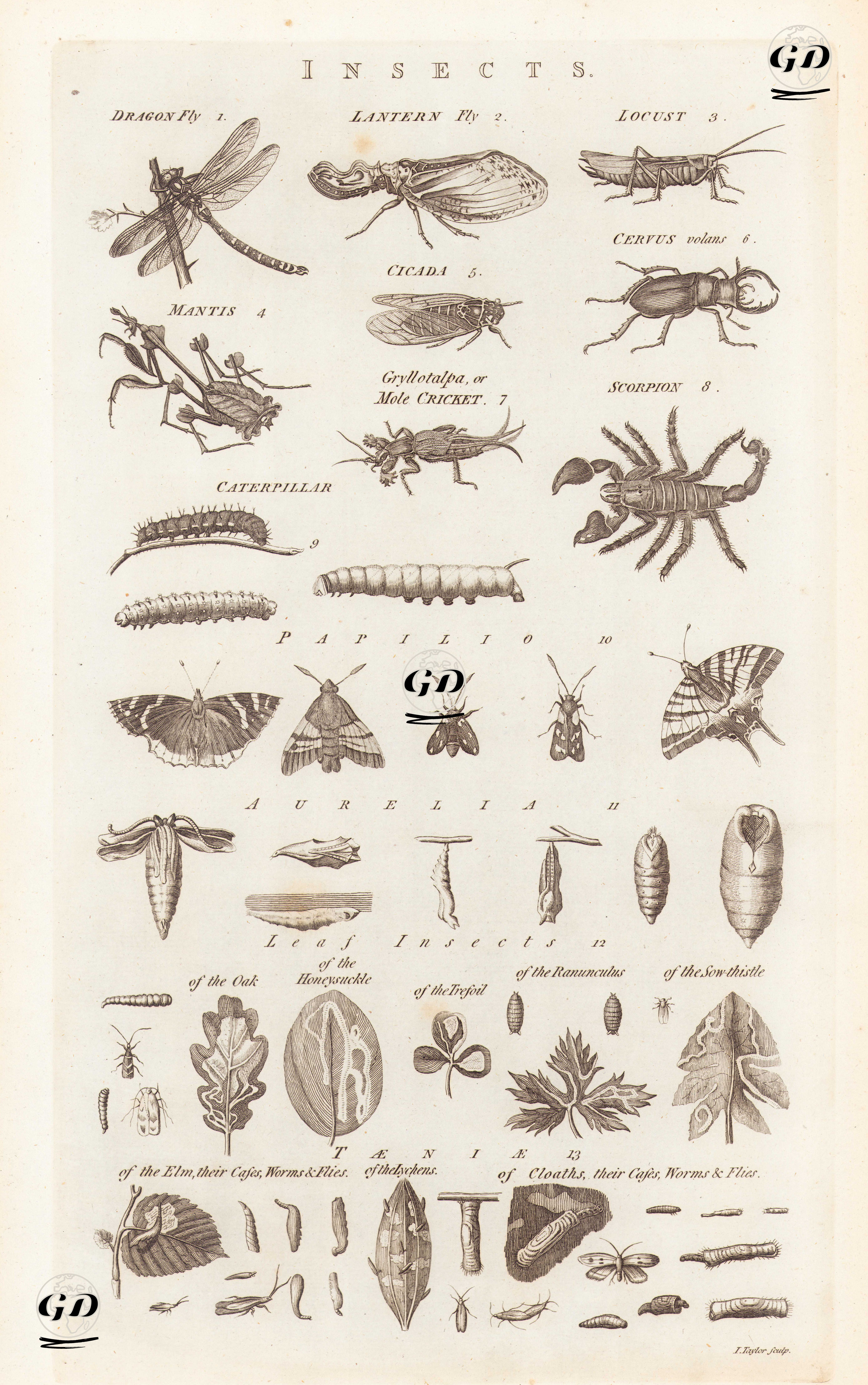 Böcekler, Yusufçuk, Lanternfly, Çekirge, Peygamber Devesi, Ağustos Böceği, Geyik Böceği, Danaburnu, Akrep, Tırtıl, Kelebek,
 Ay Denizanası, Yaprak Böcekleri, Solucan -  - 1788
