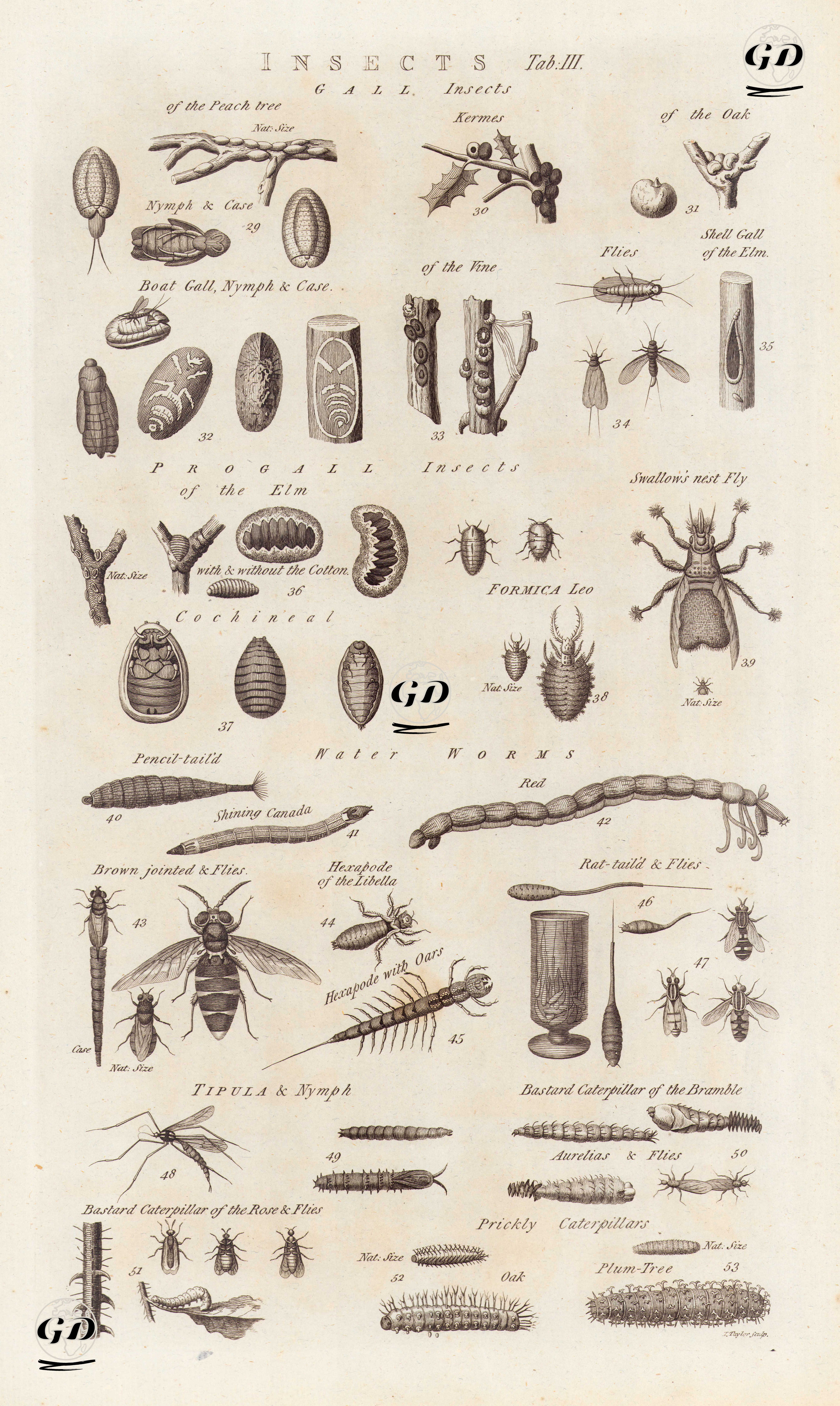 Böcekler- Ur Böcekleri, Progall Böcekleri, Su Solucanları, Tipula Ve Larva -  - 1788