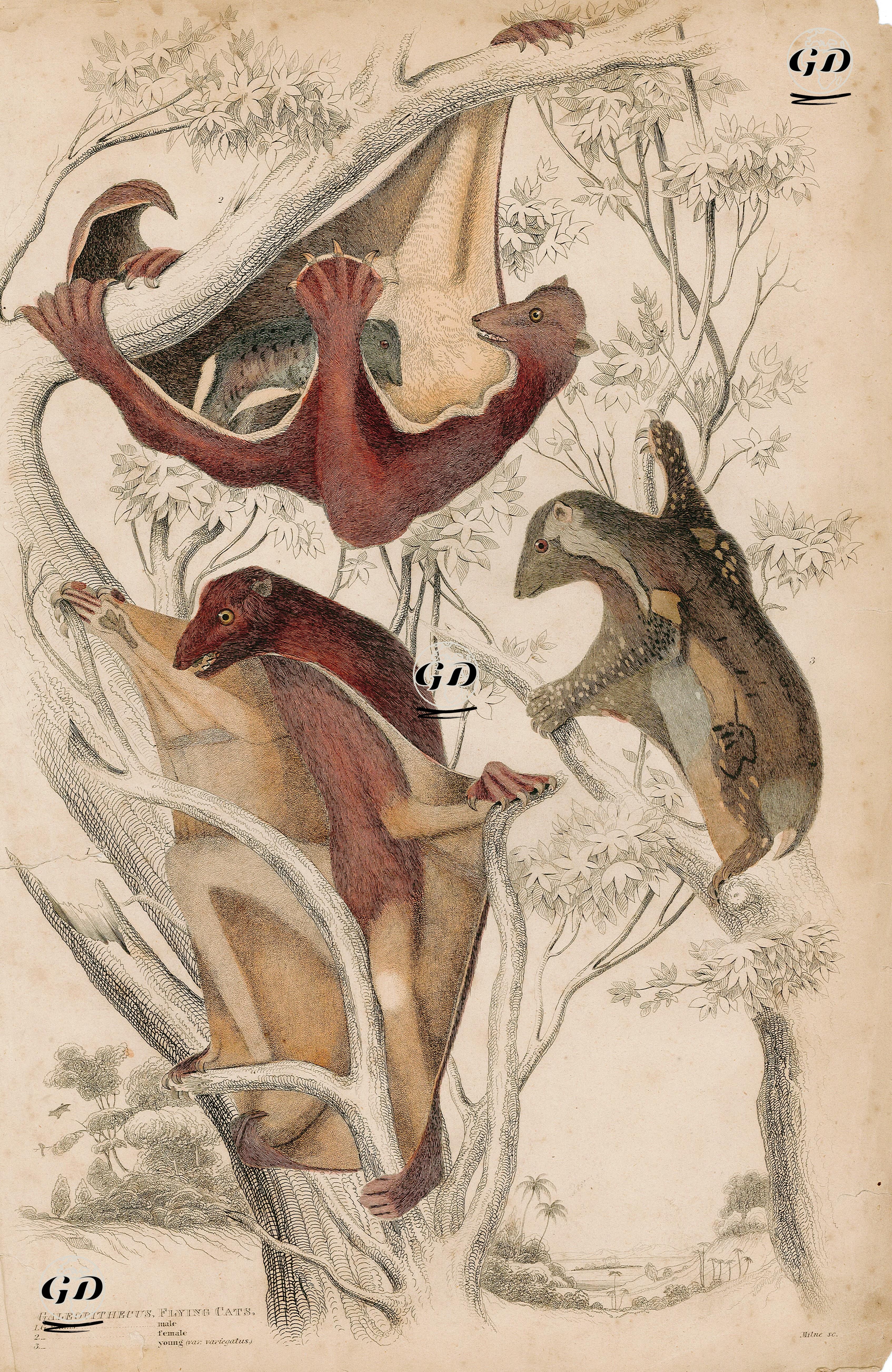 Filipin Kolugosu (Yetişkin Ekek, Dişi Ve Yavru) - Henri Milne Edwards(1800-1885) - 1825