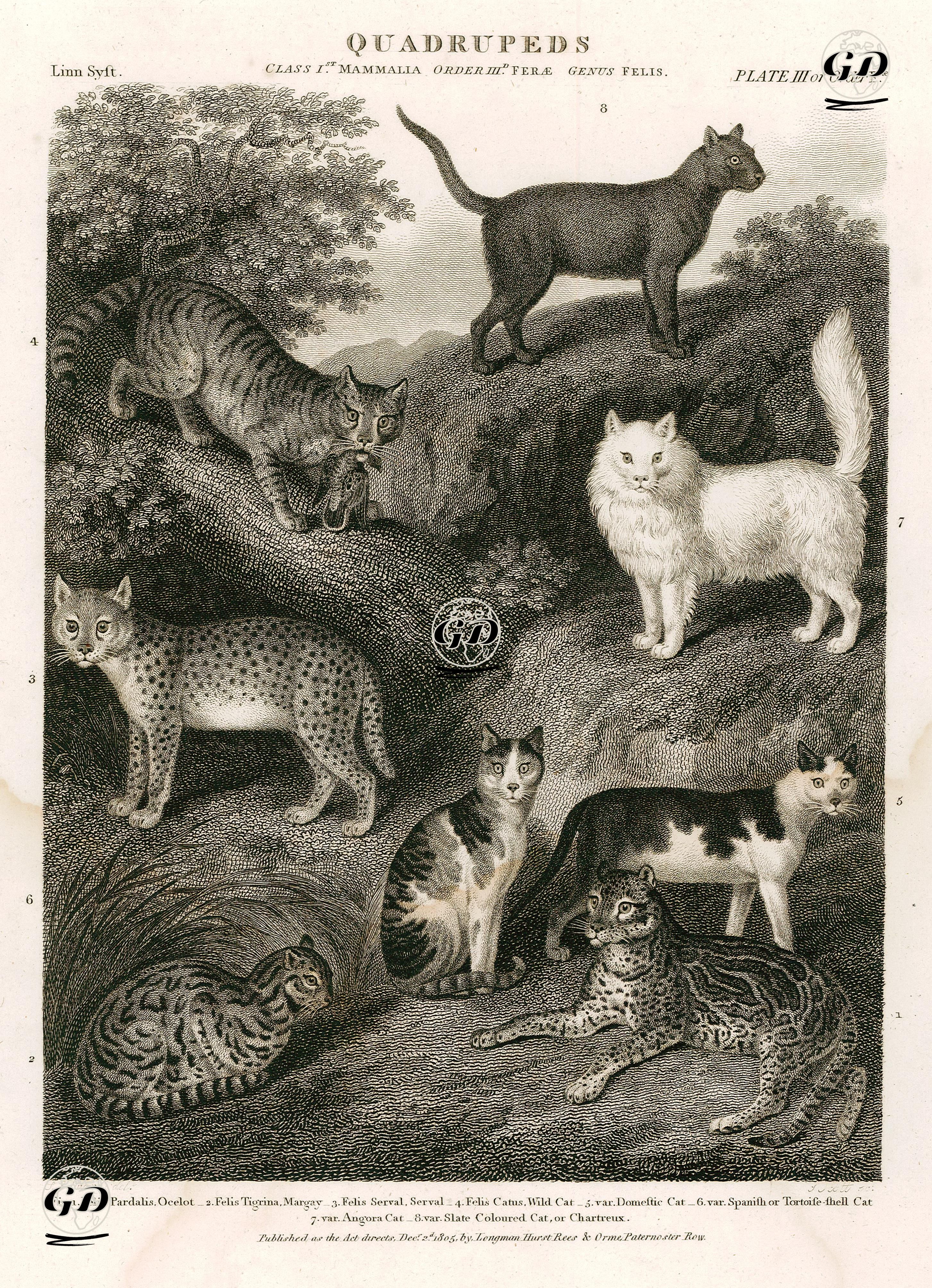 Dört Ayaklılar-Kediler-Oselo, Margay, Serval, Yaban Kedisi, Ev Kedisi, Tortoiseshell Kedisi, Ankara Kedisi, Chartreux Kedisi - Sydenham Edwards (1768-1819) - 1805